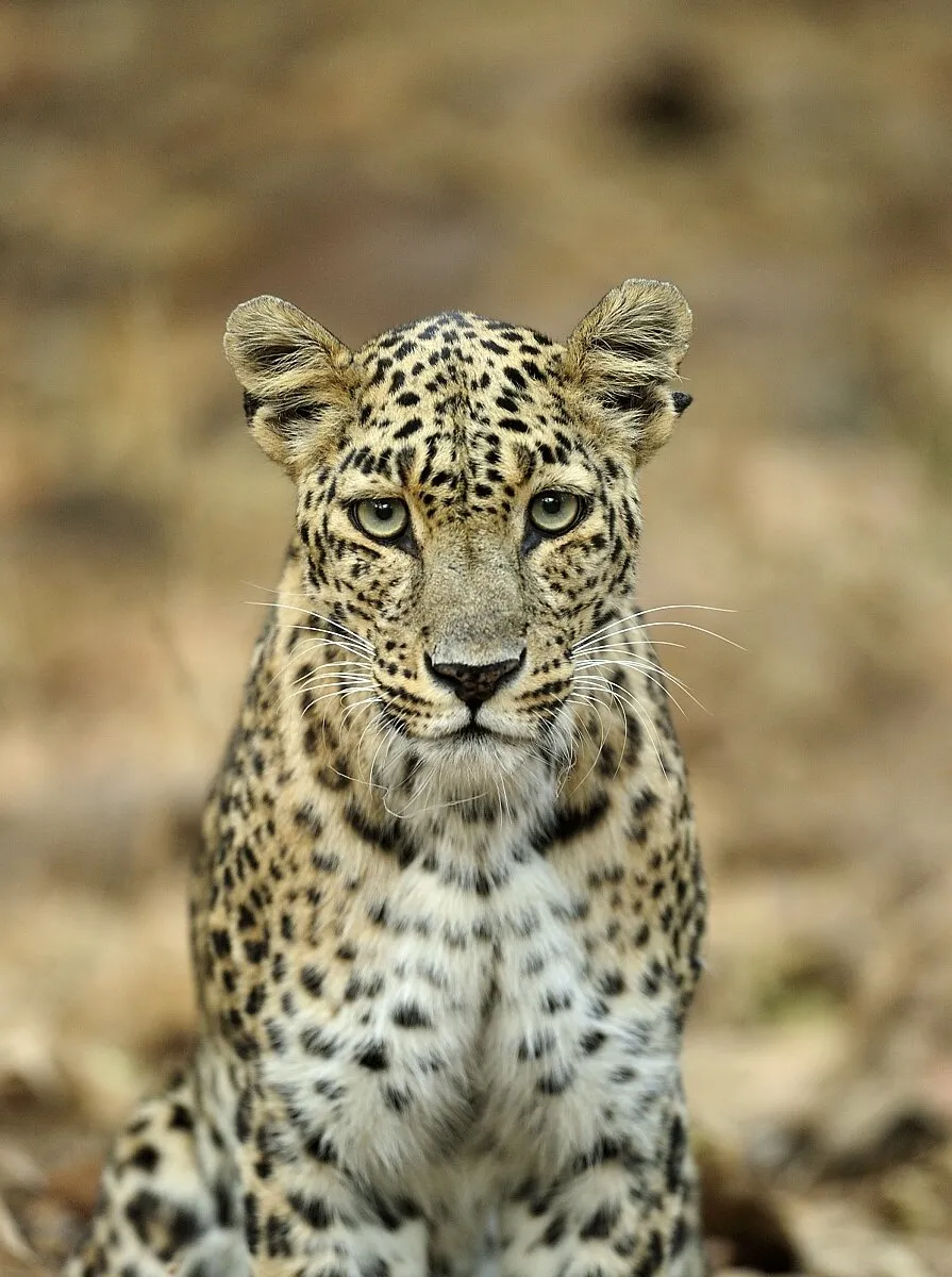 MR Spotty