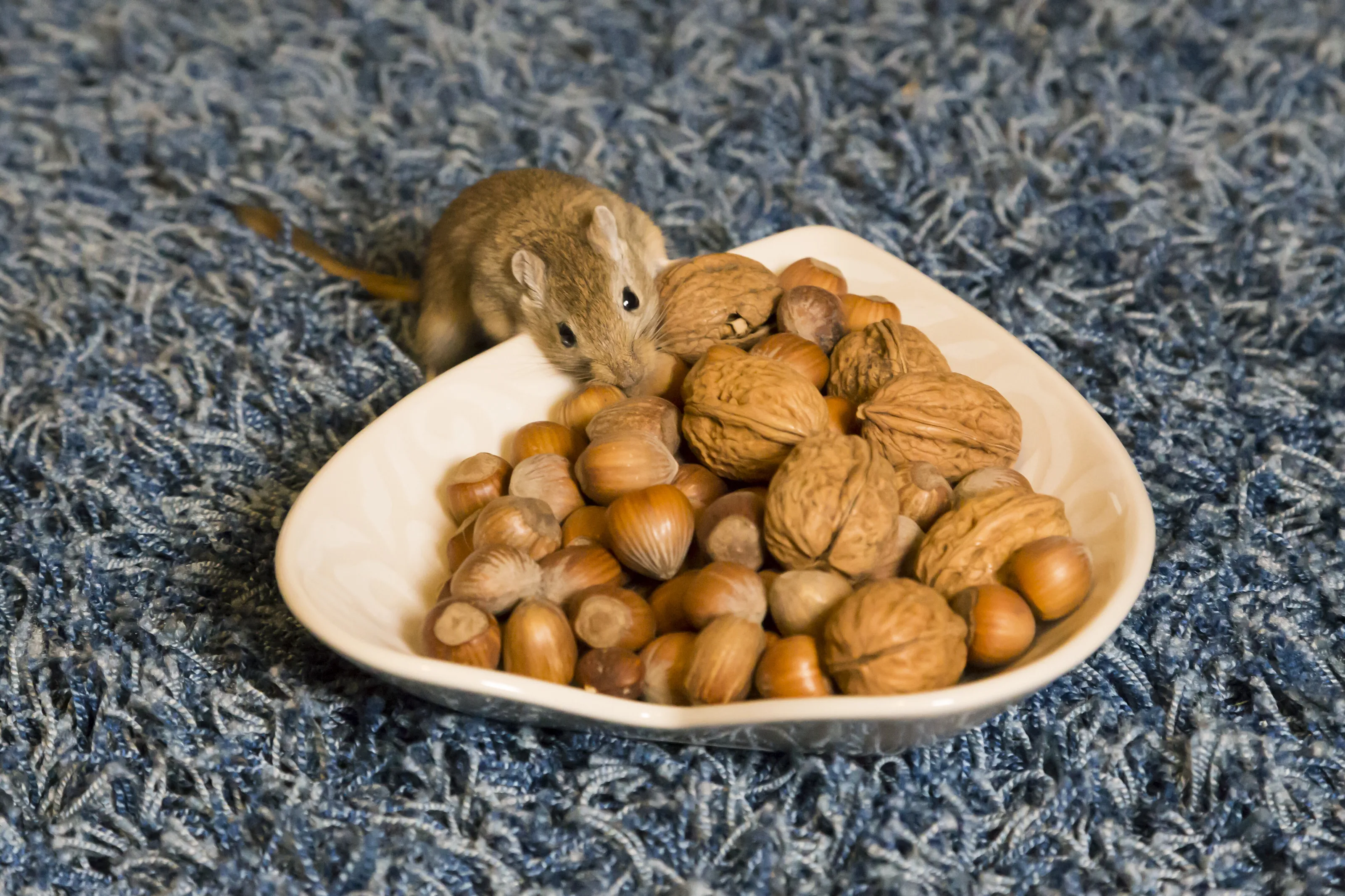 Stealing nuts