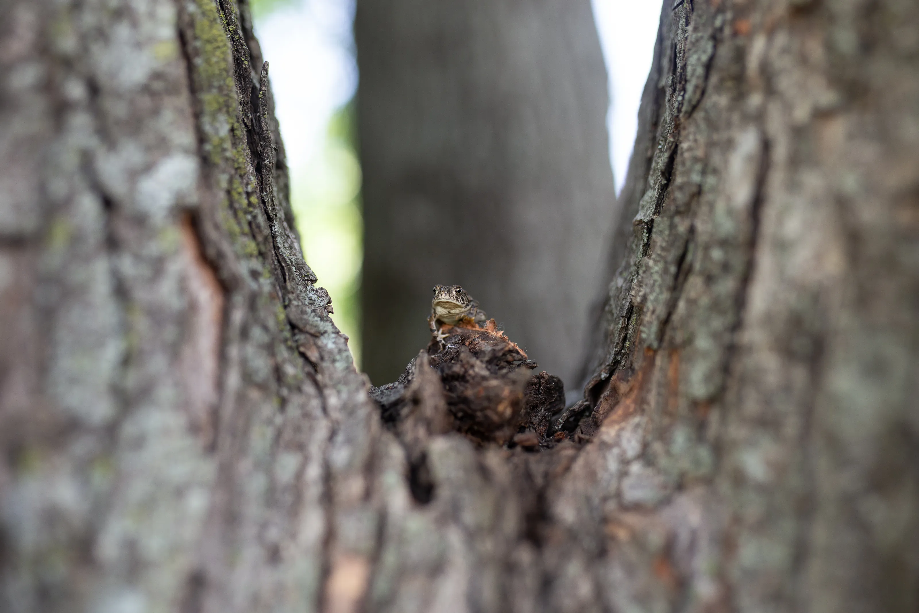 disgruntled  toad