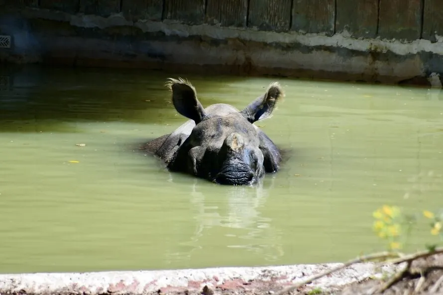 Land Animals in Water (not birds or insects)