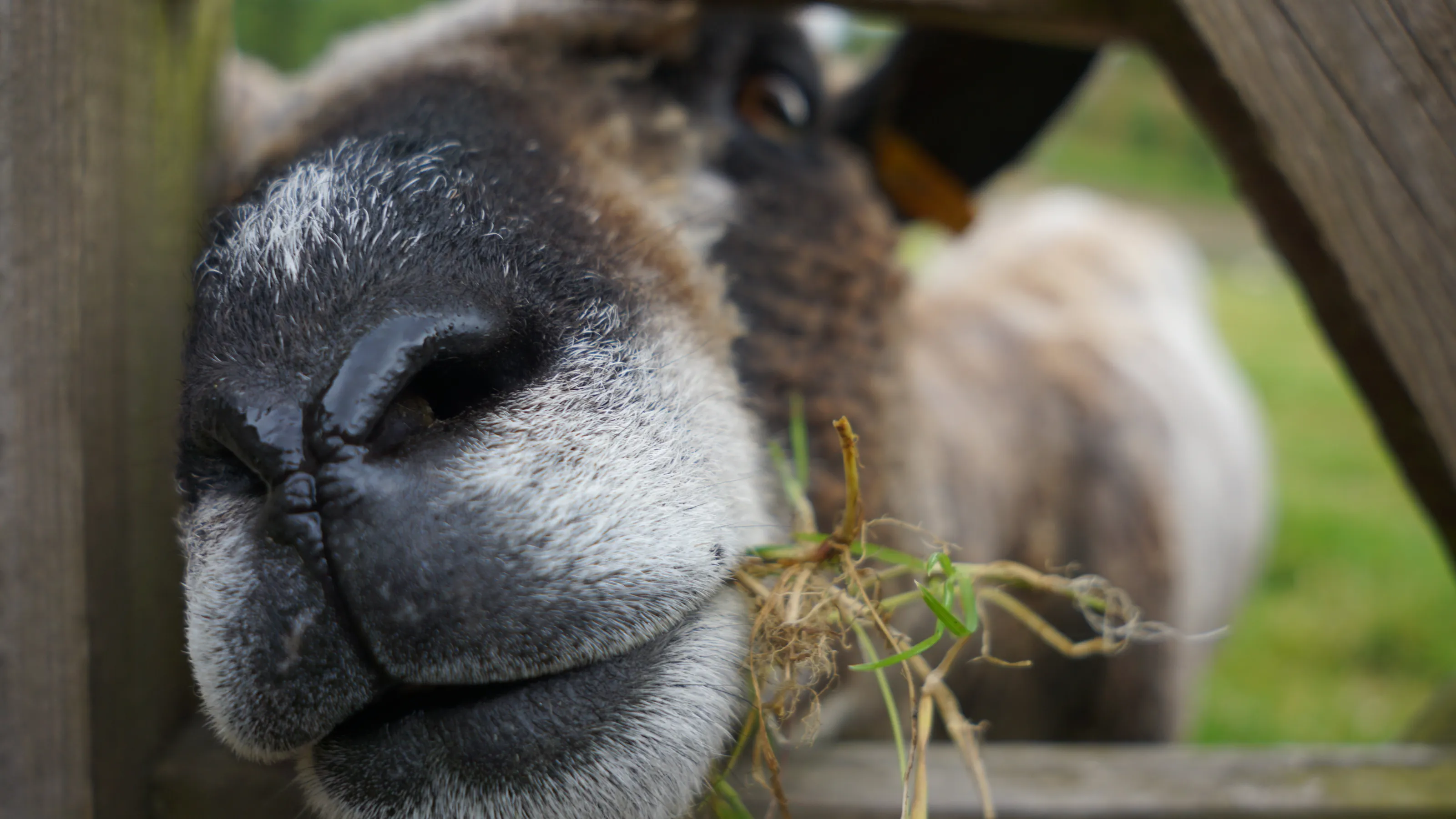 Ryeland Ewe
