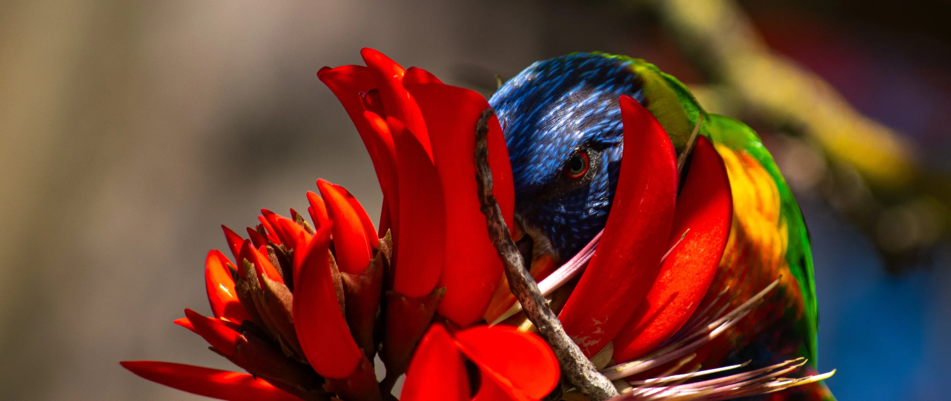 Rainbow lorikeet