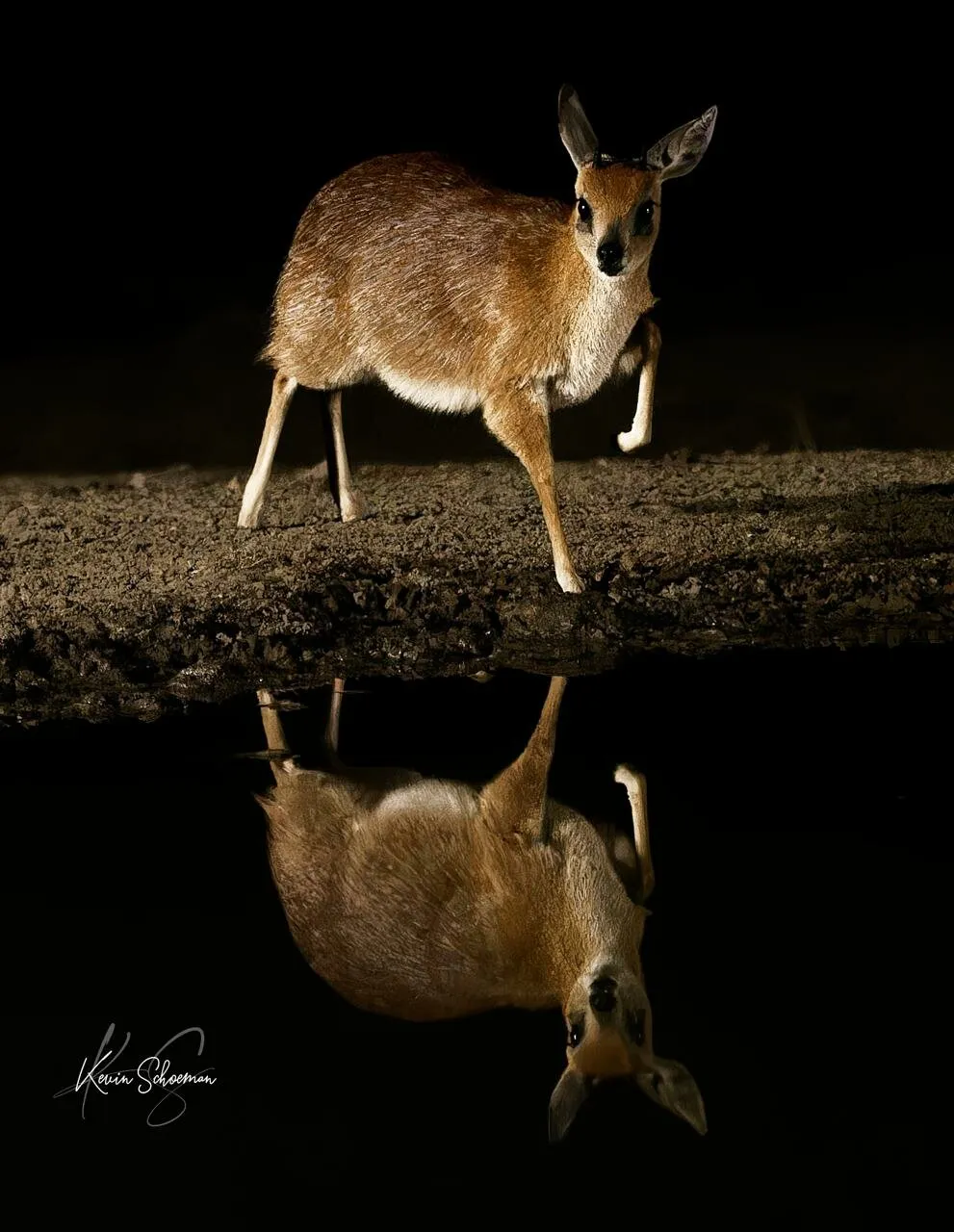 Grysbok
