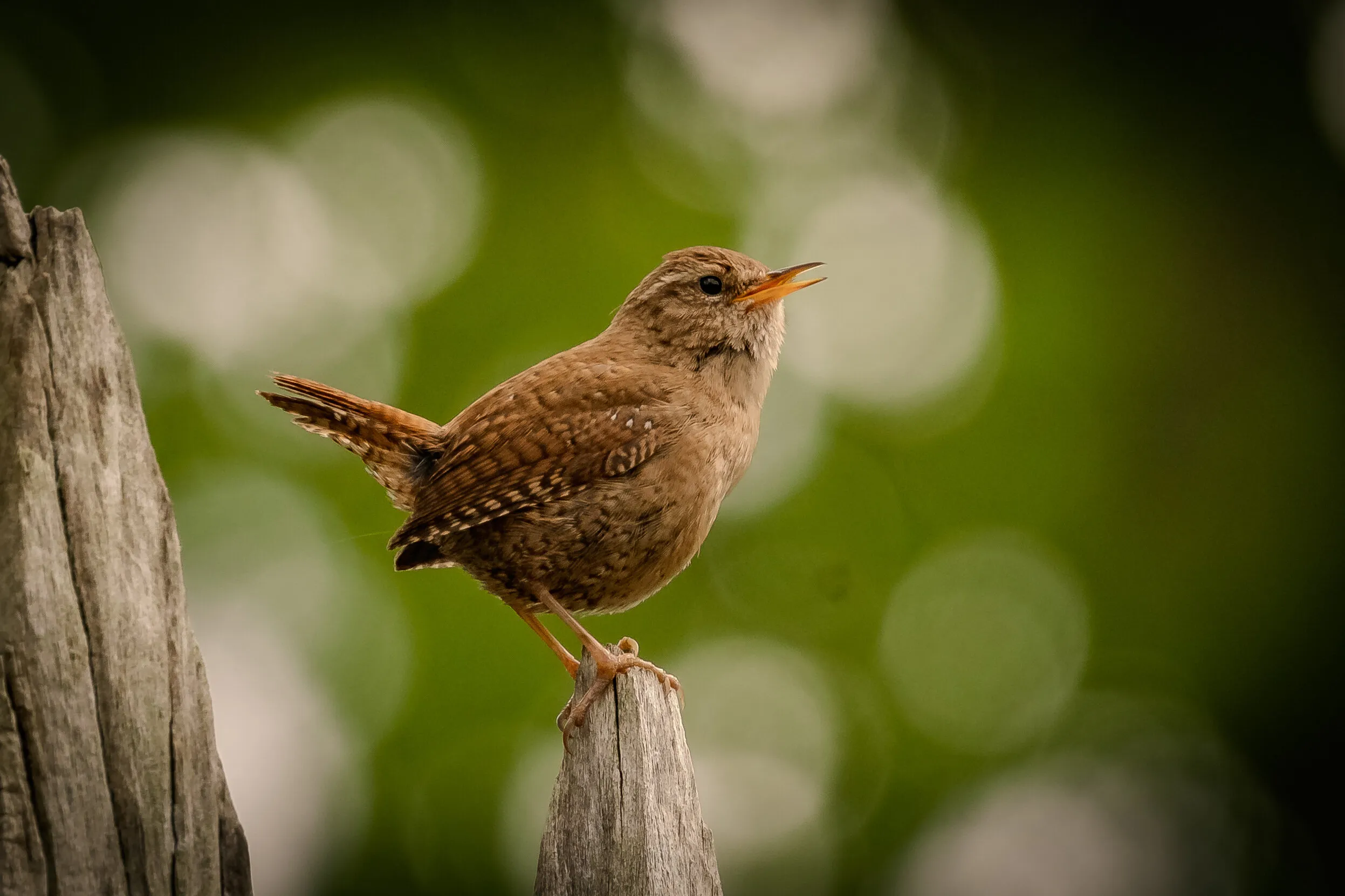 Wren singing his beautful song