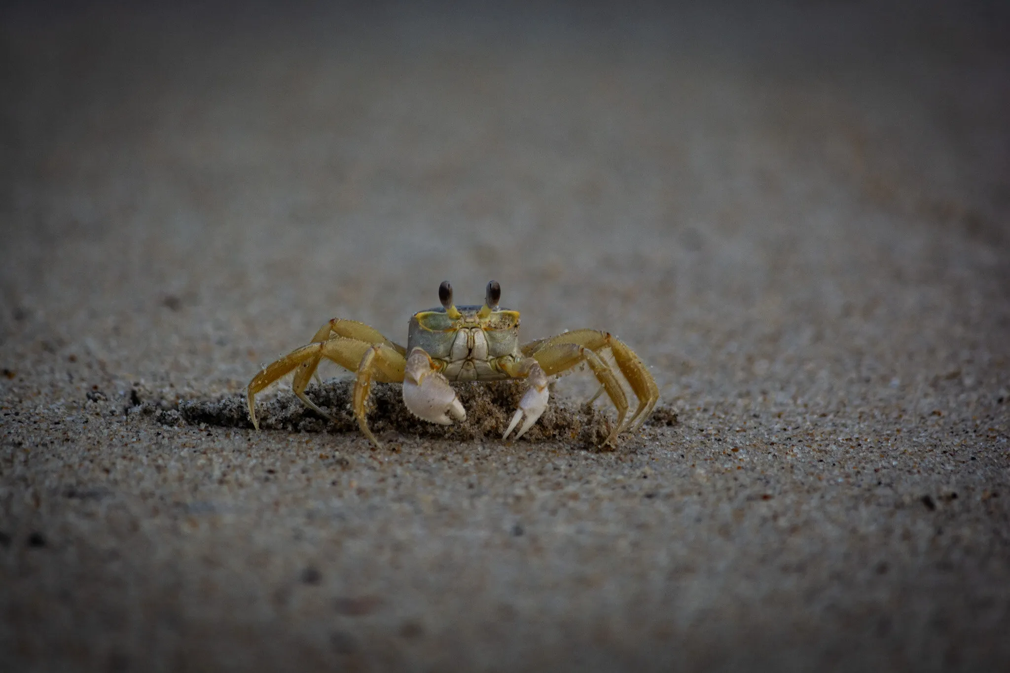 Atlantic Ghost Crab