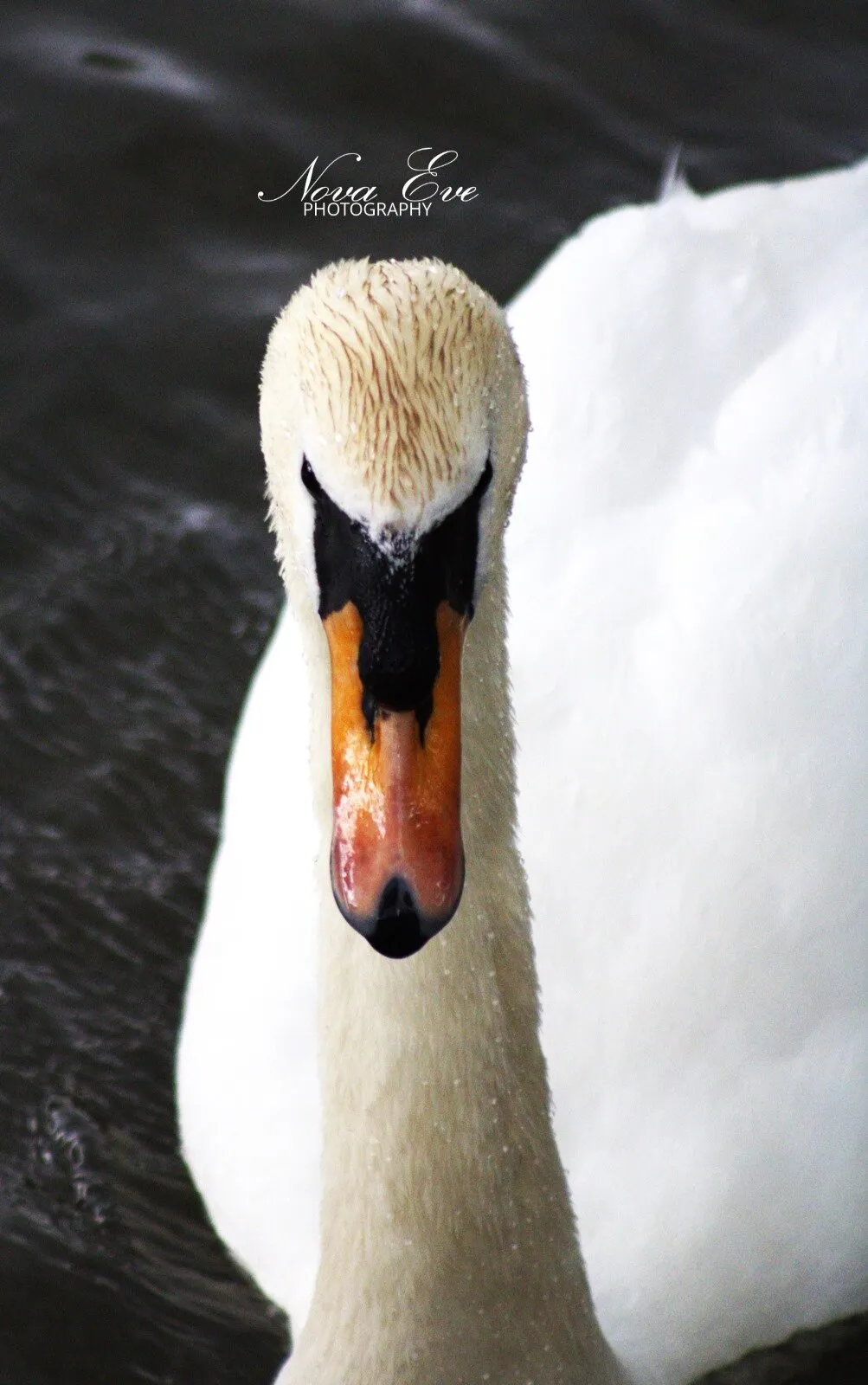 Swan Portrait