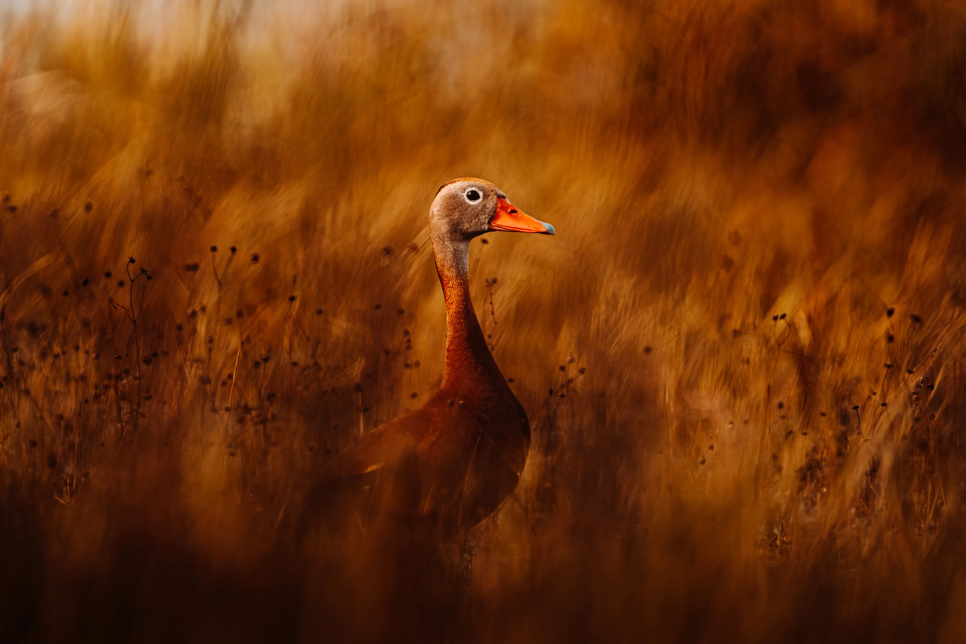 Duck by Myakka pond