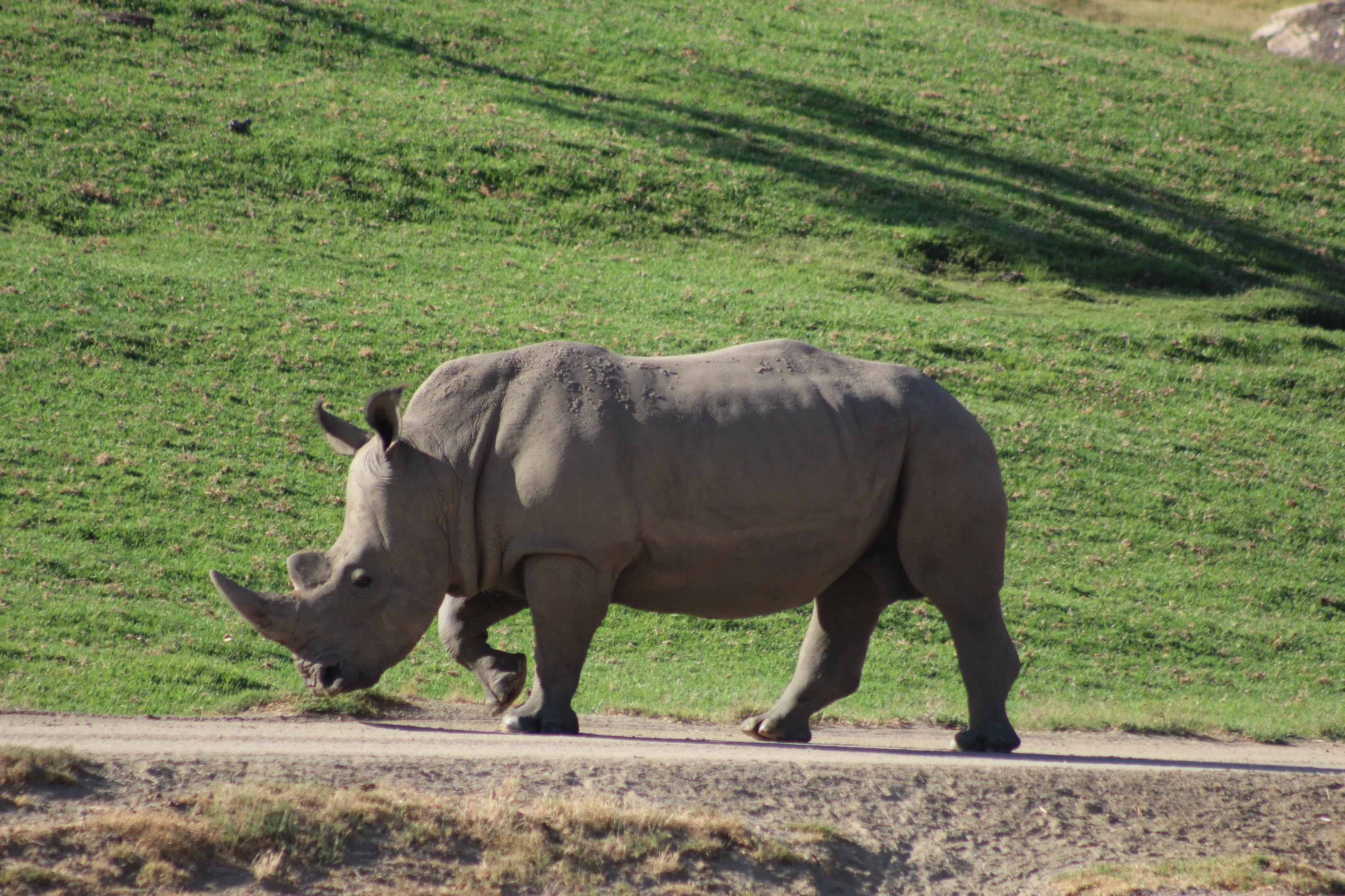 Rhino