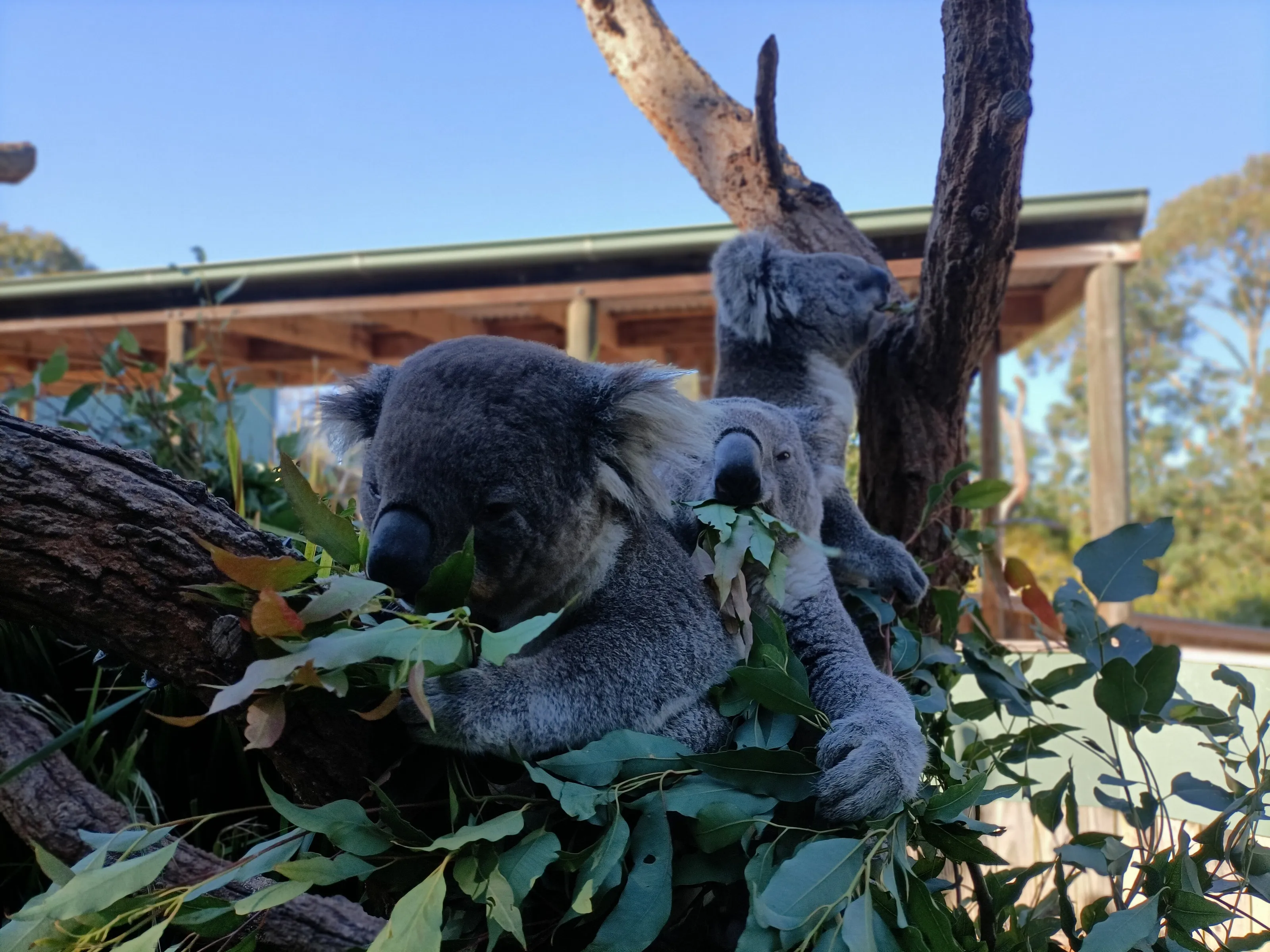 Koalas