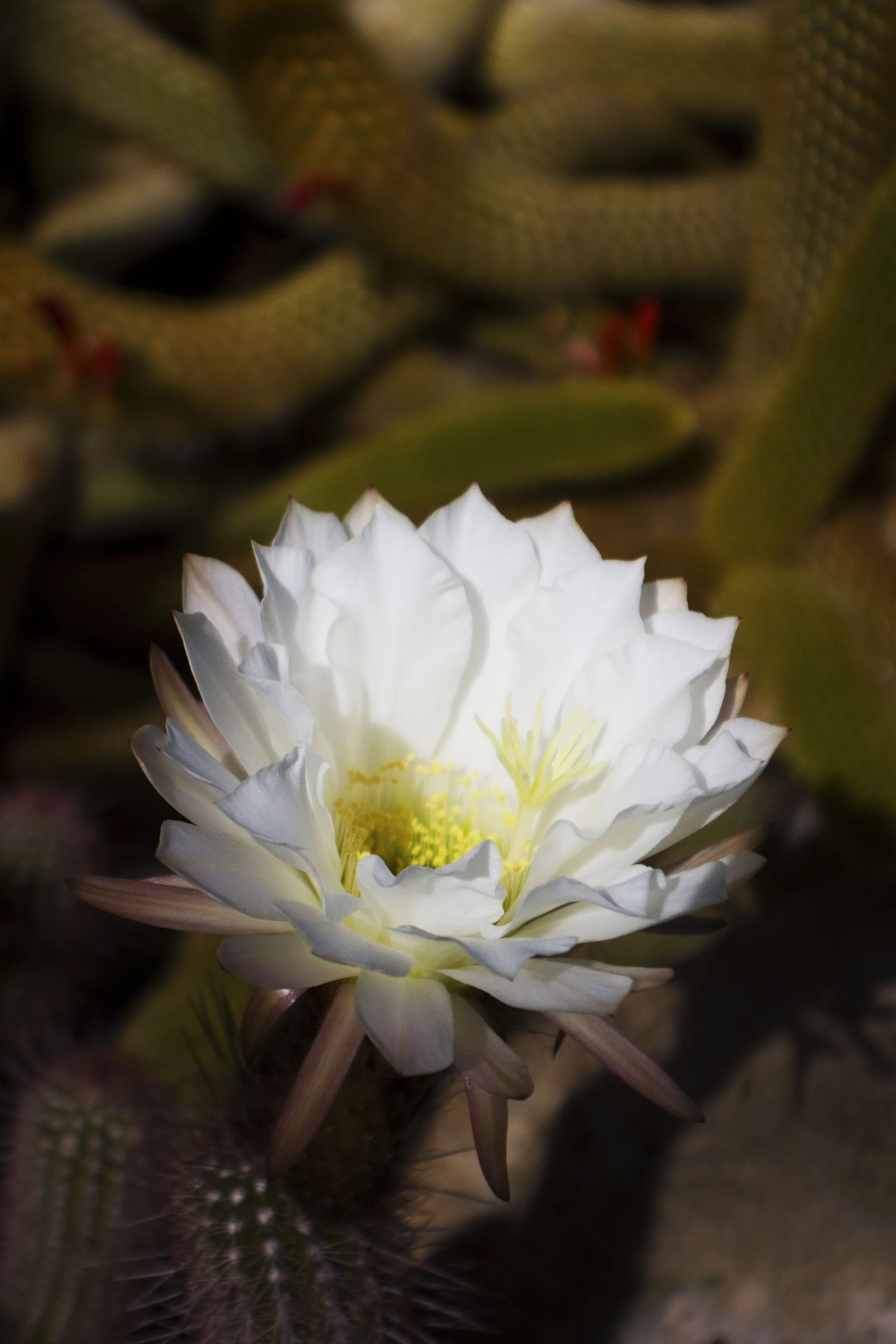 Desert Flower