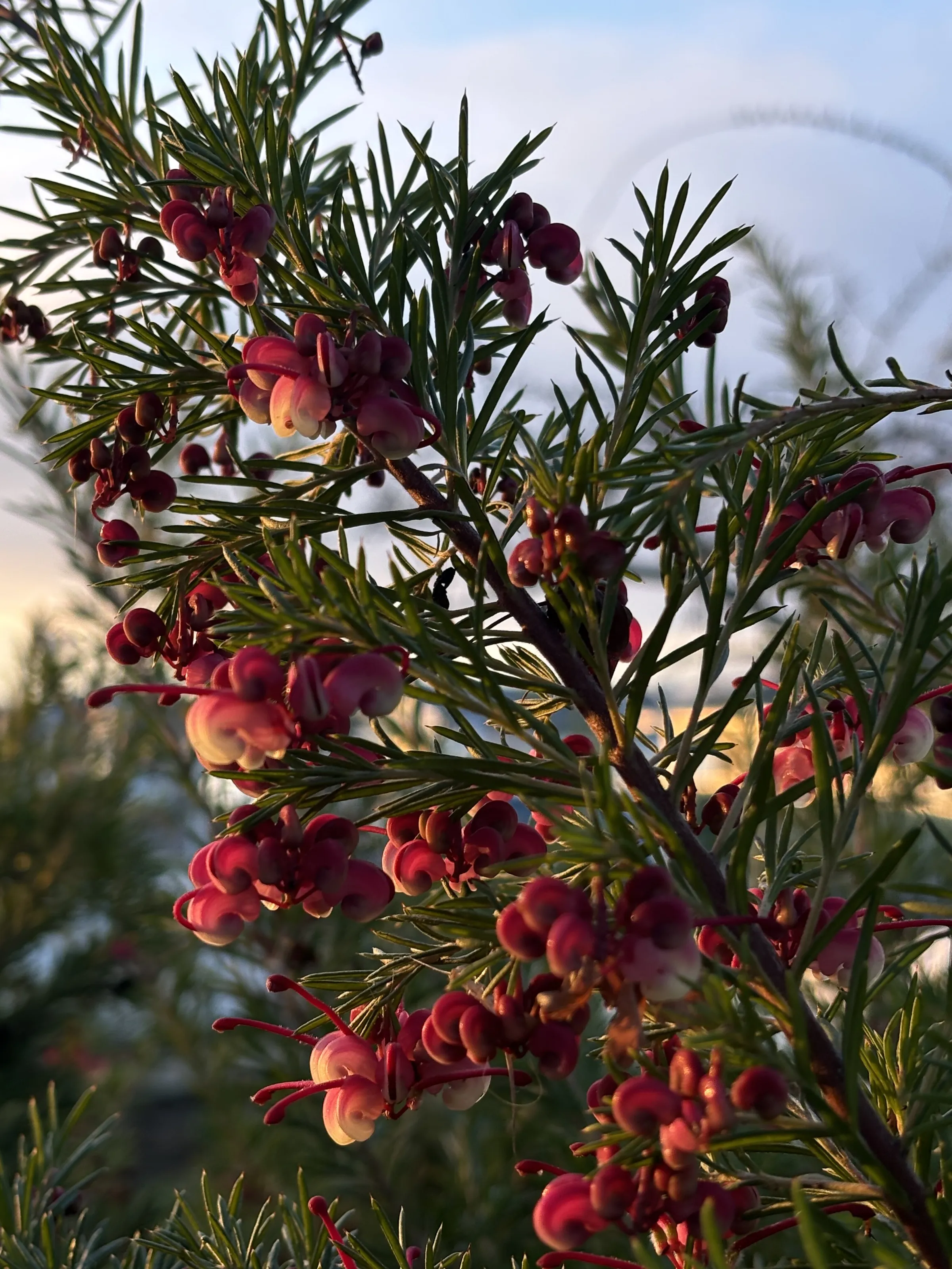 Red flower plant