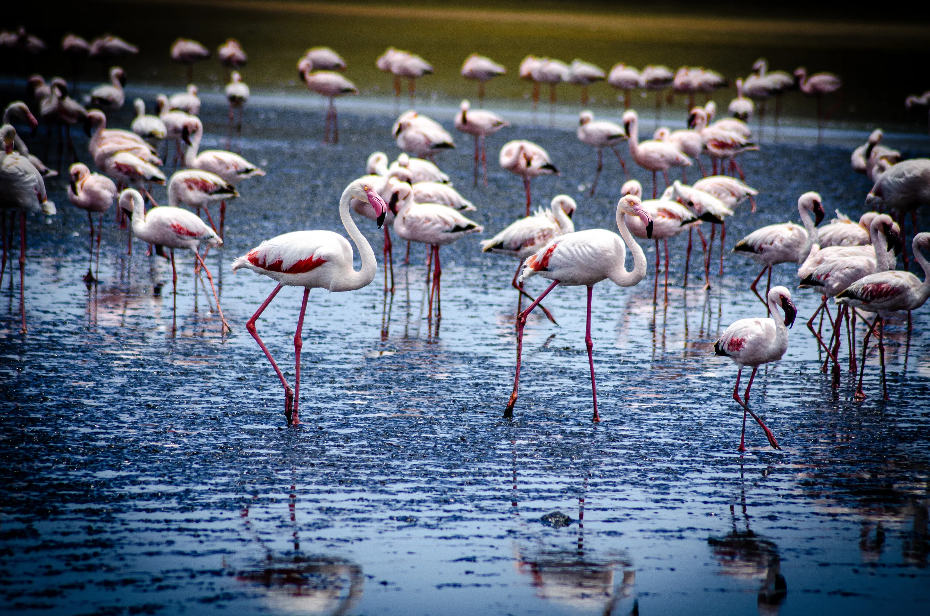 Flamboyance