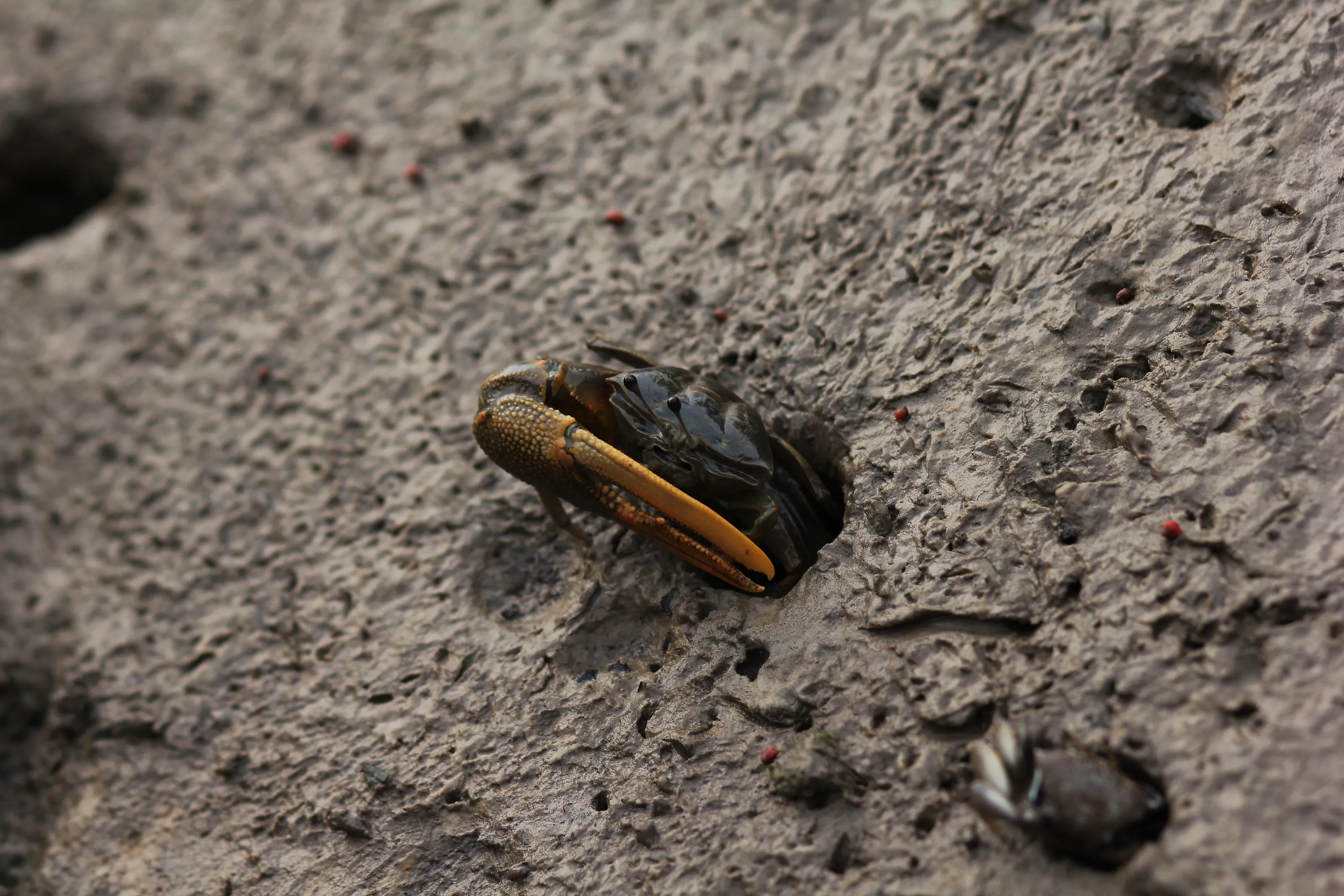 Fiddler Crab
