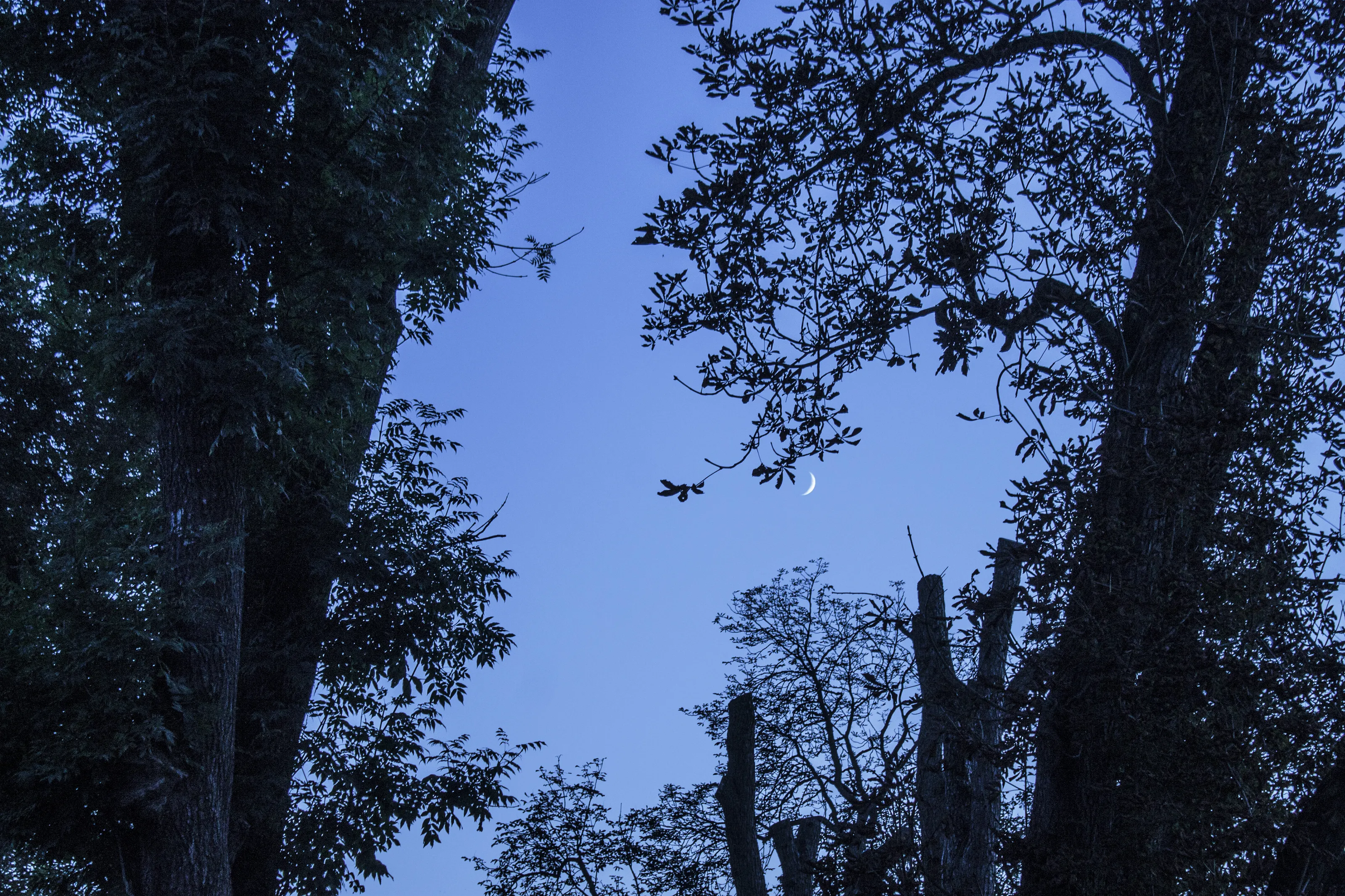 In the Night Air