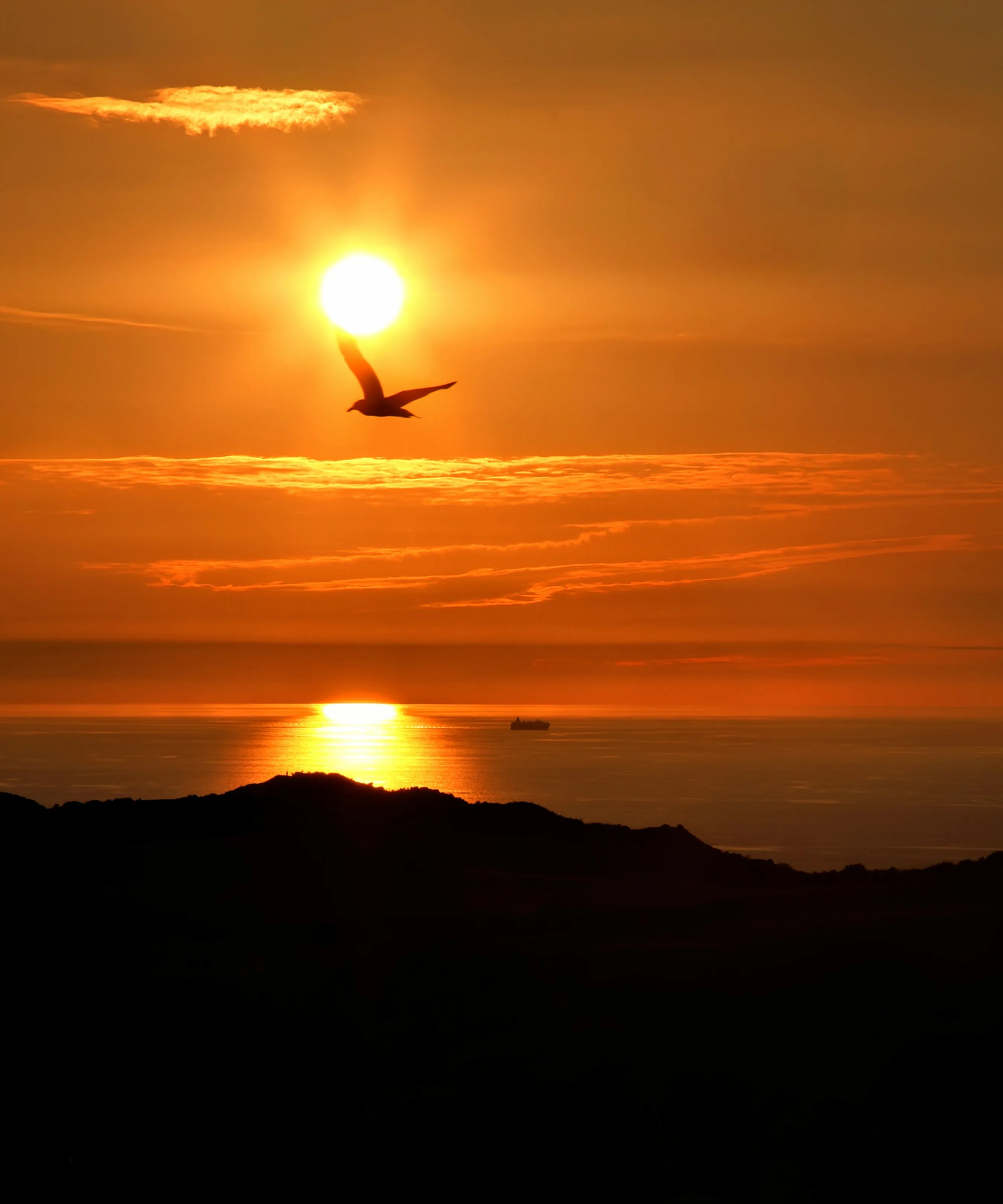 Mr Seagull