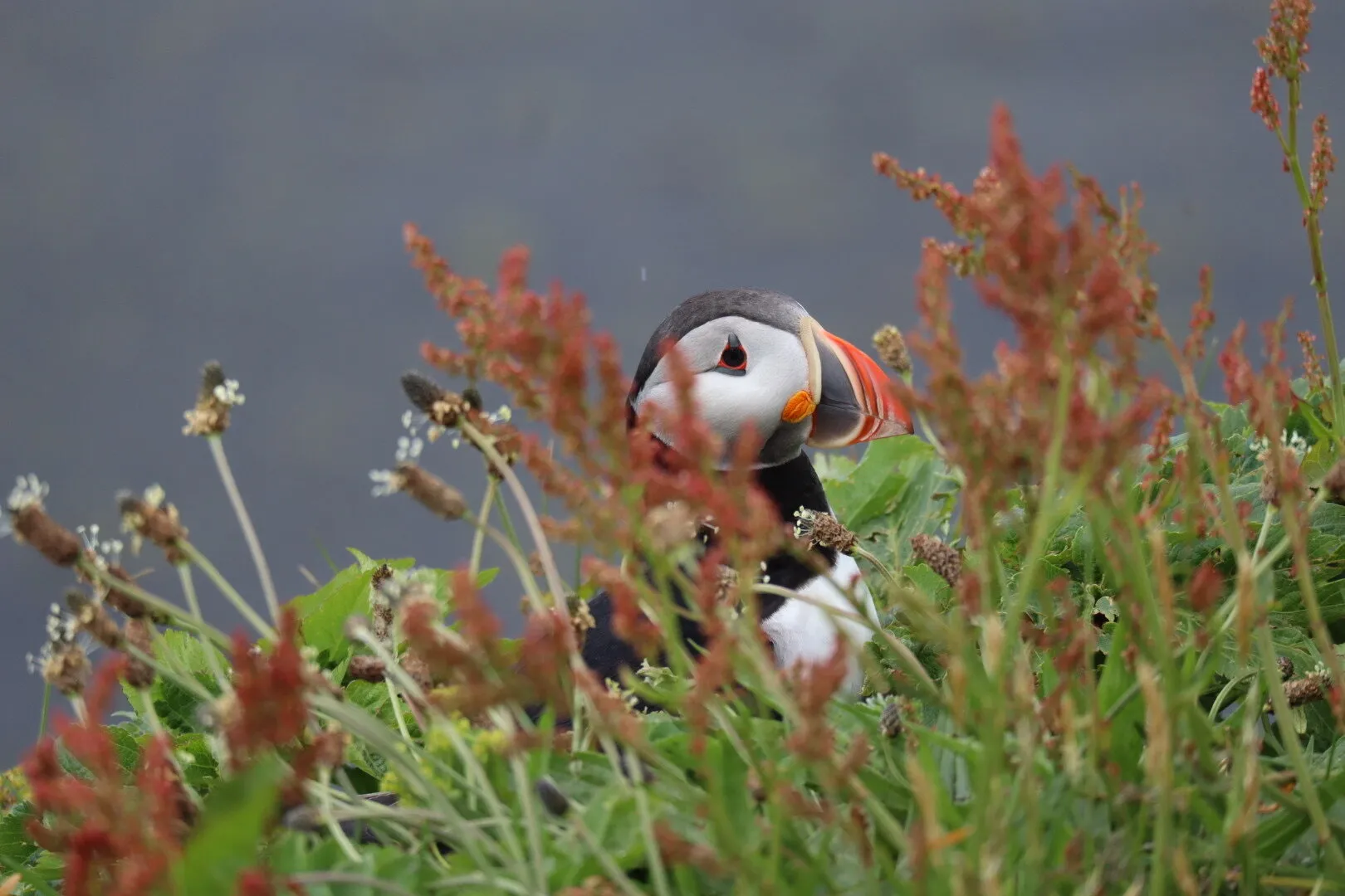 Hidden Puffin