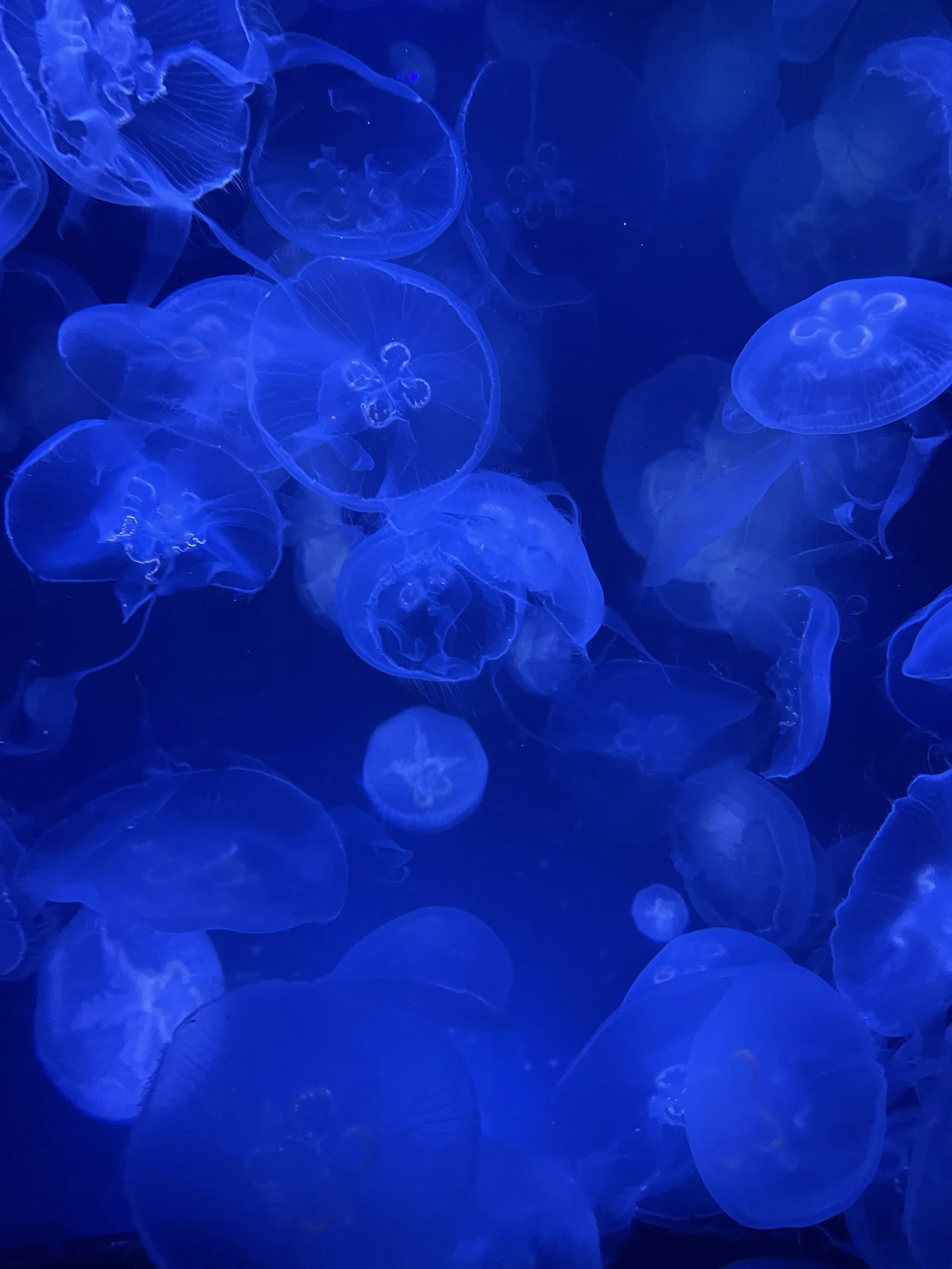 Jellyfish