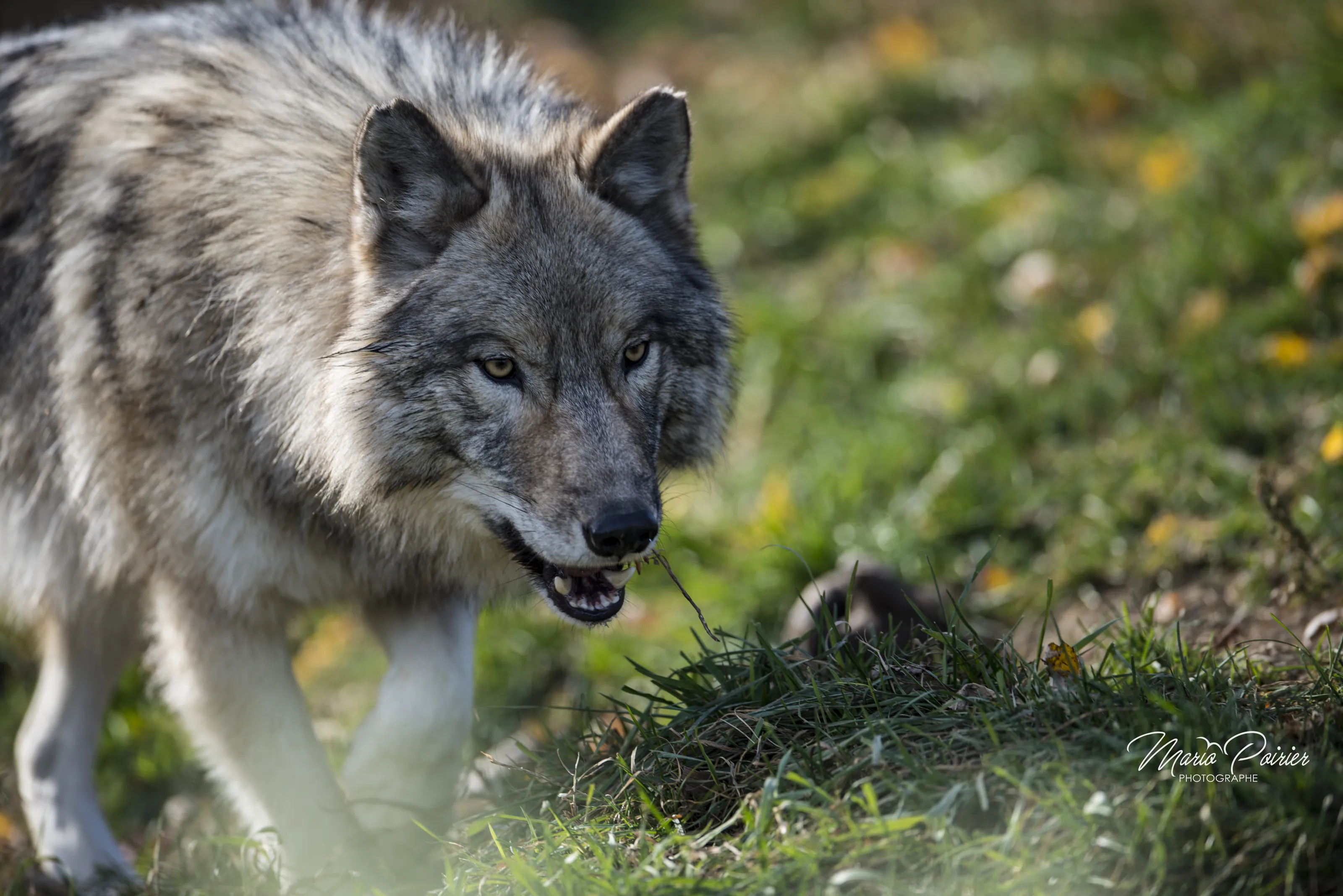 Wolfe