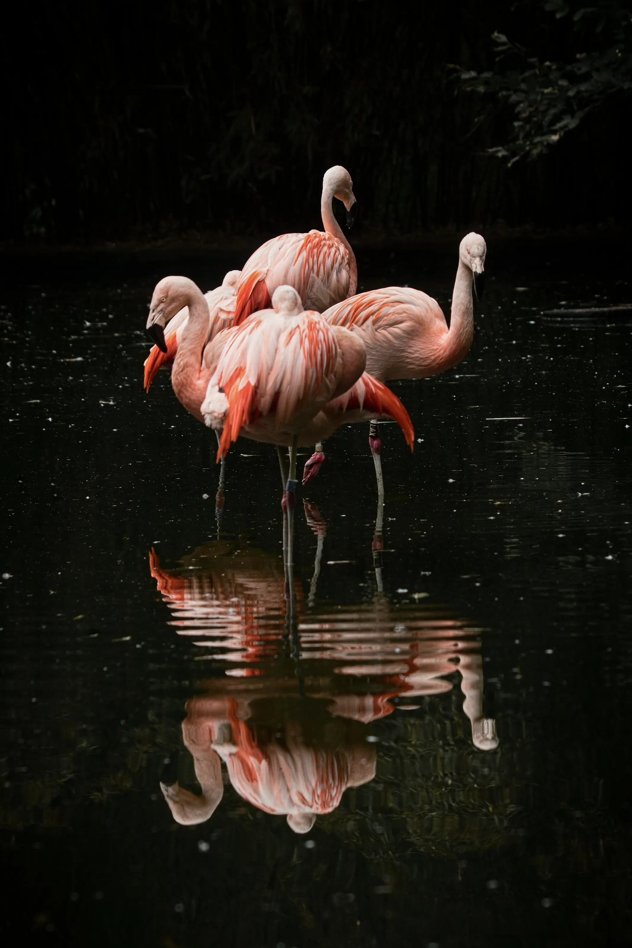 flamingos