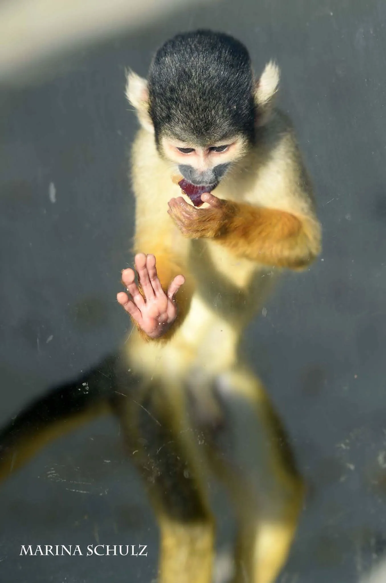 "Tough Zoo Life"