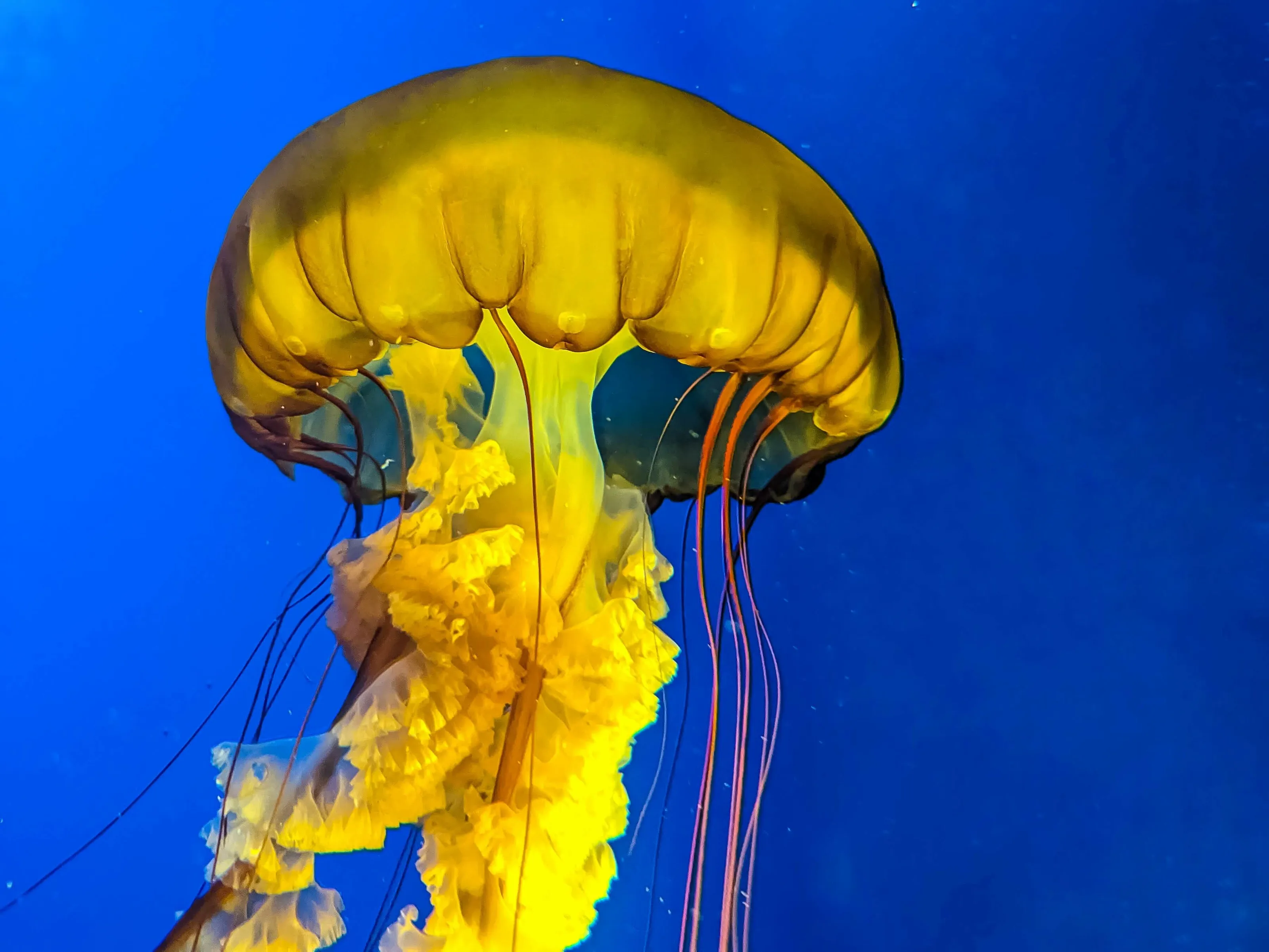 Dinner, anyone?