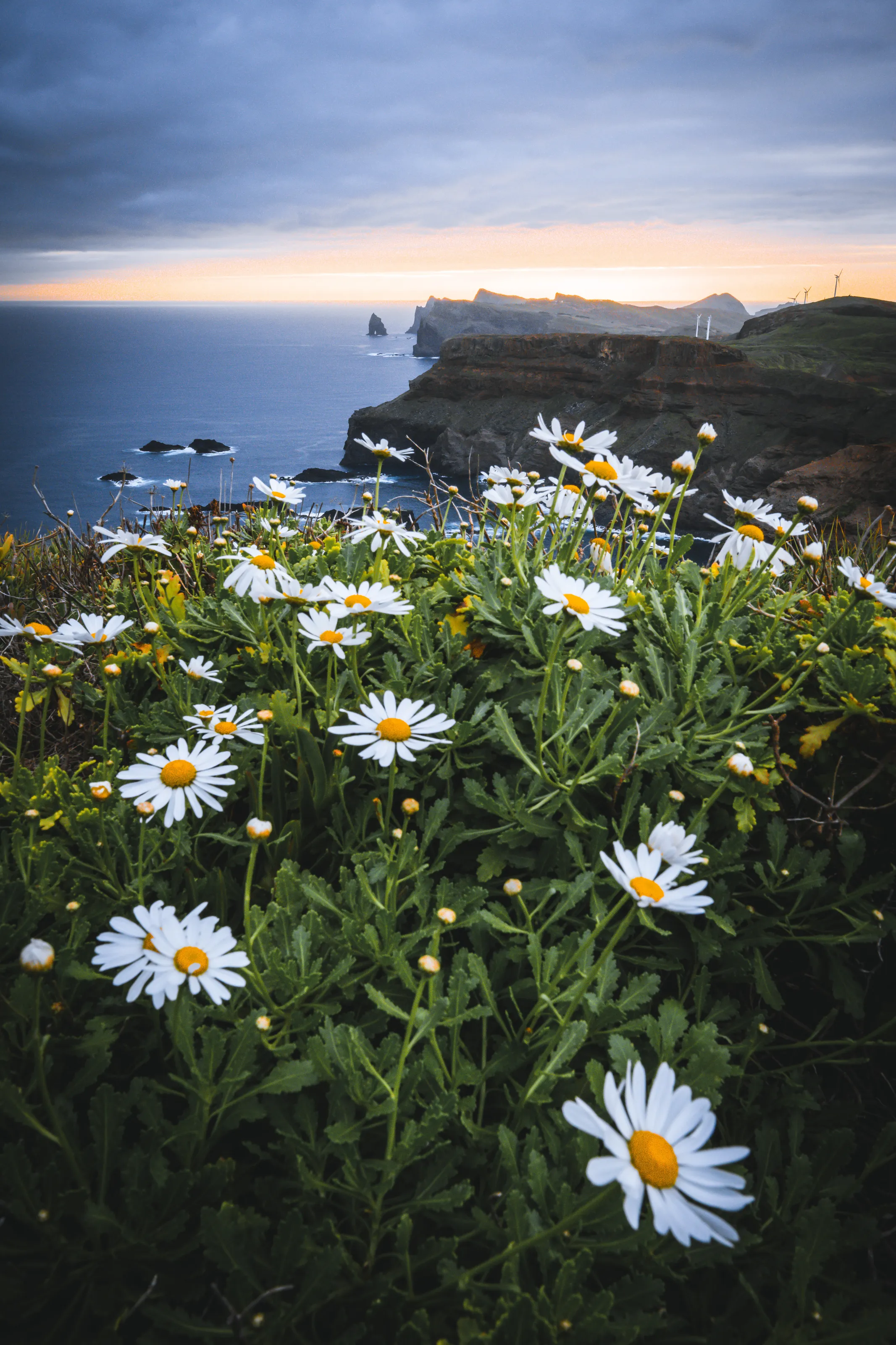 Daisies