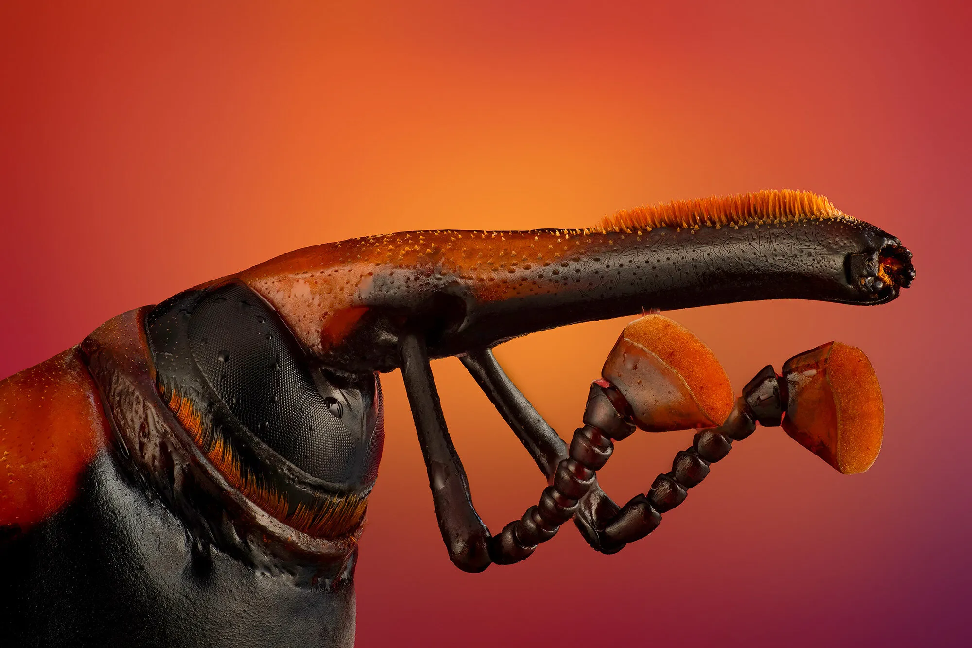 red palm weevil