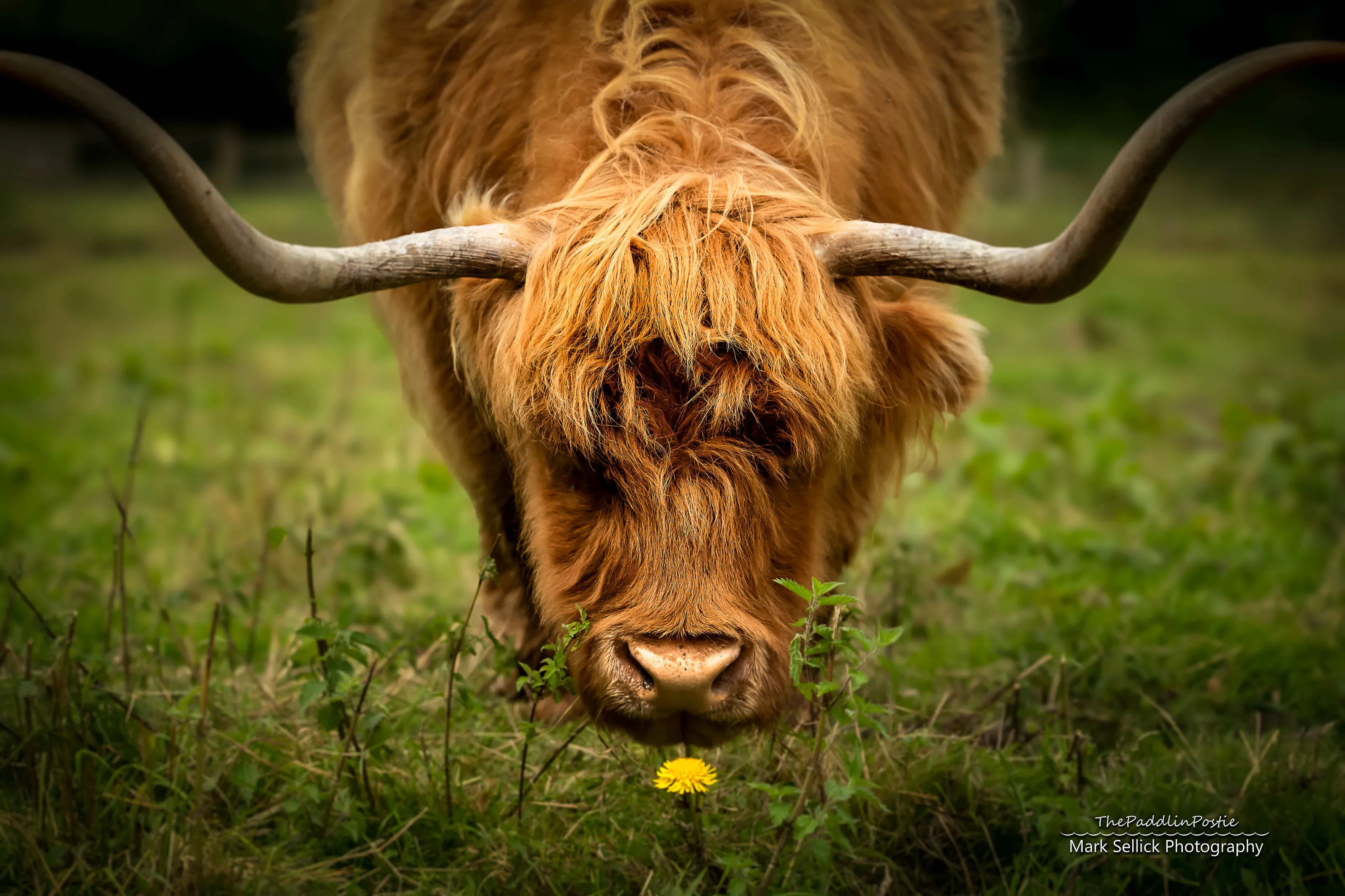 Highland harmony