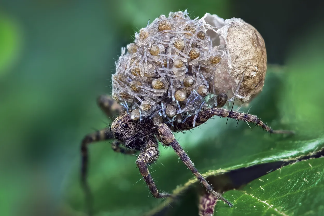 Wolf Spider With Her Babies