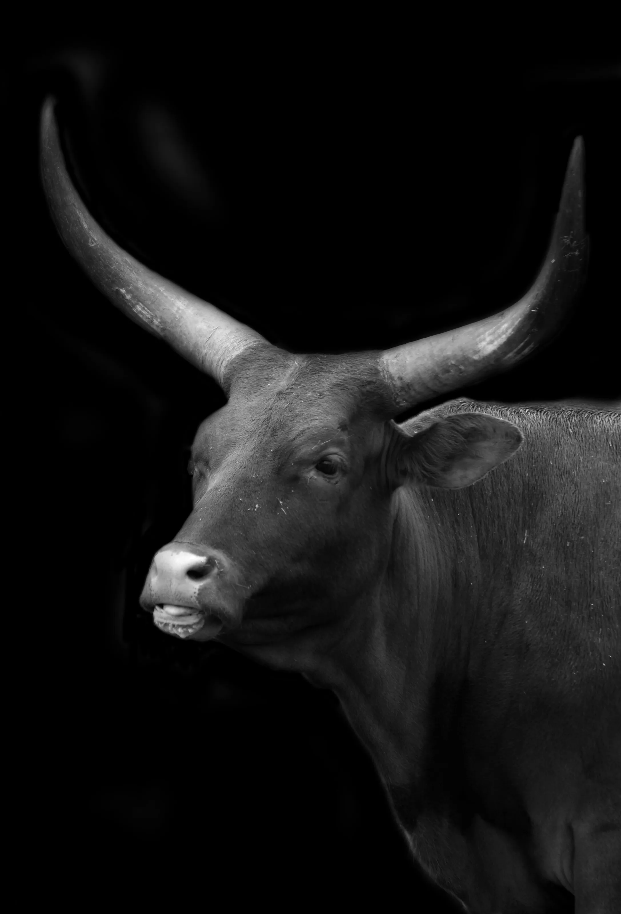 Ankole cattle