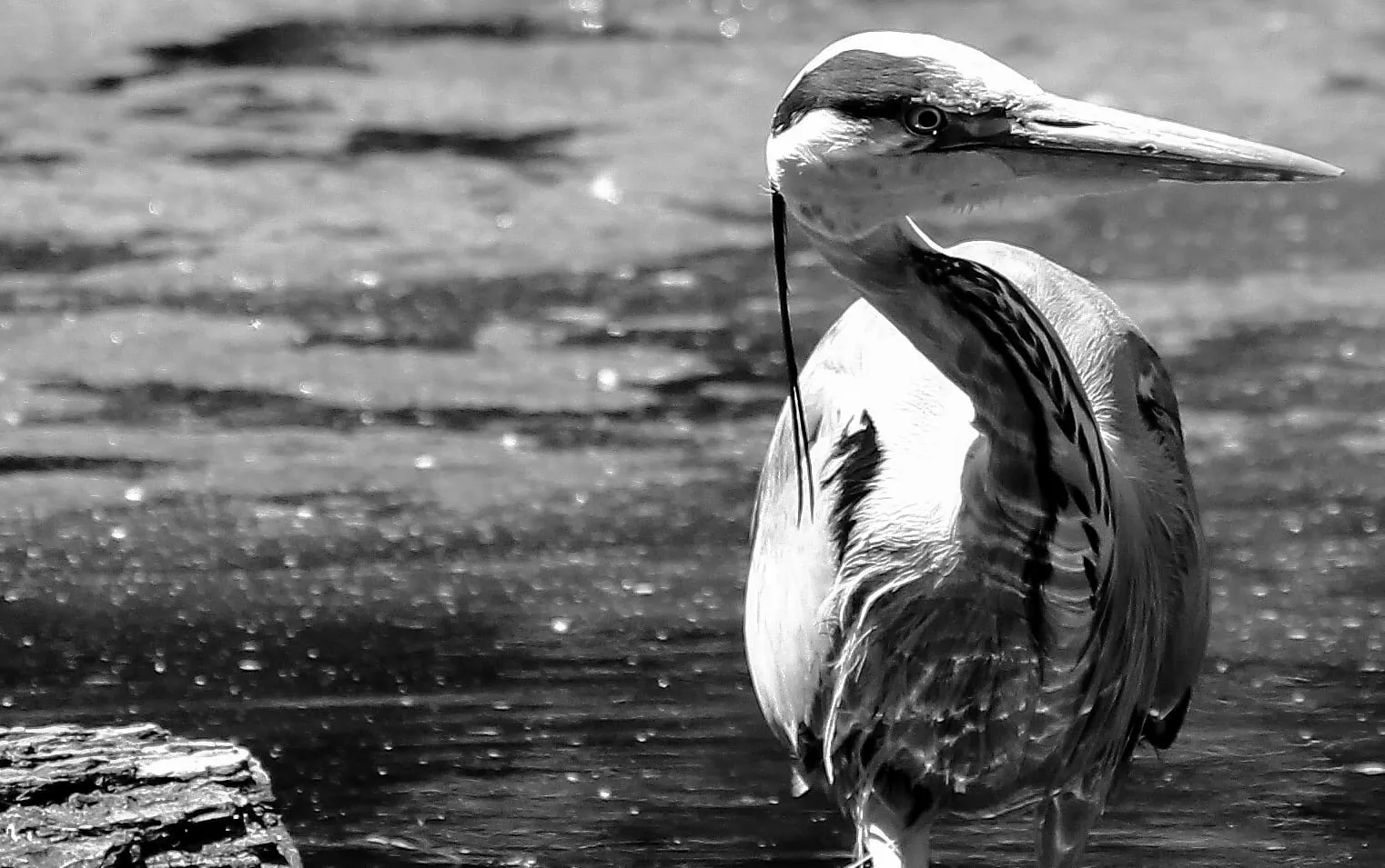 Ardea Cinerea