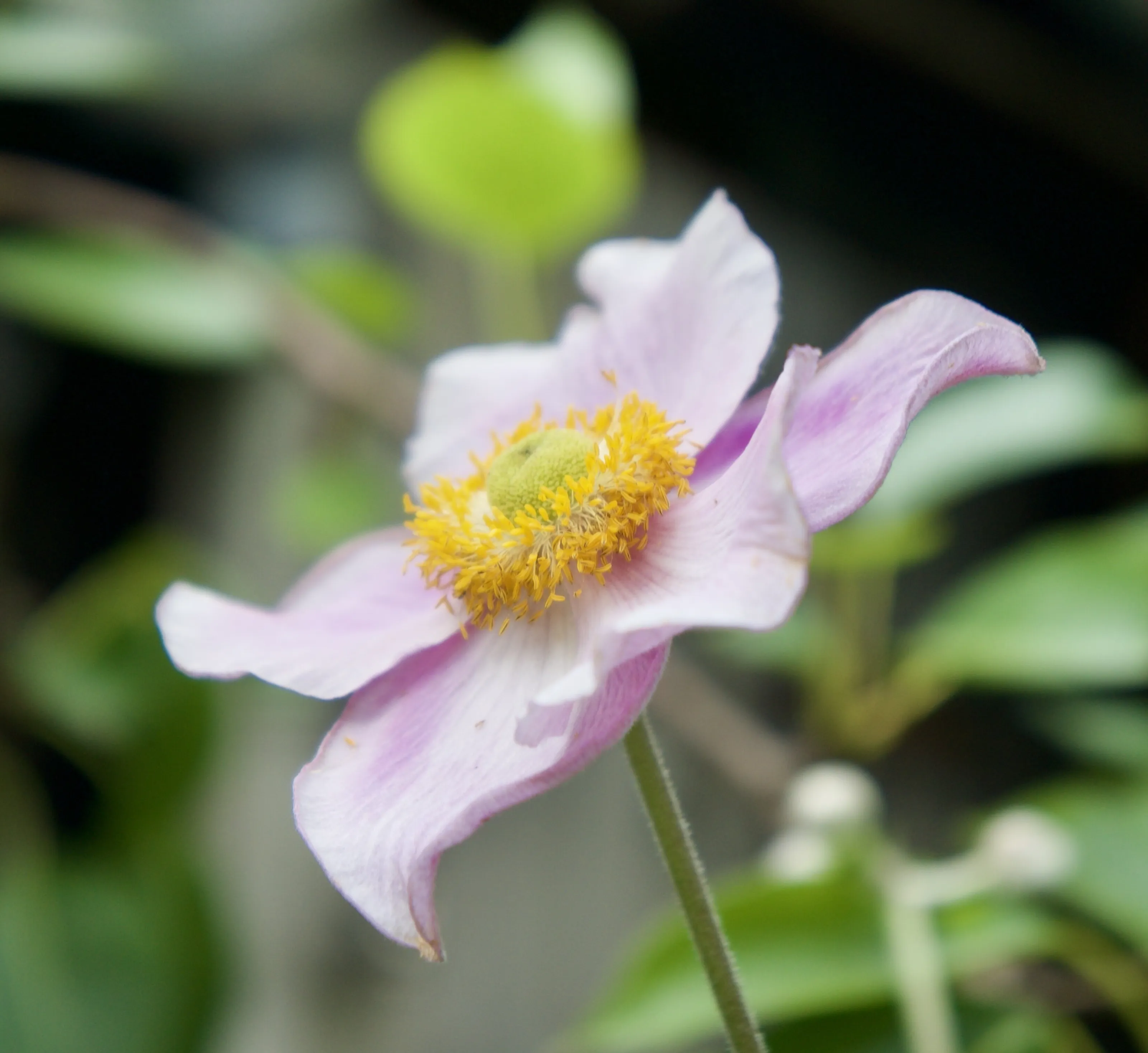 Flower 💗