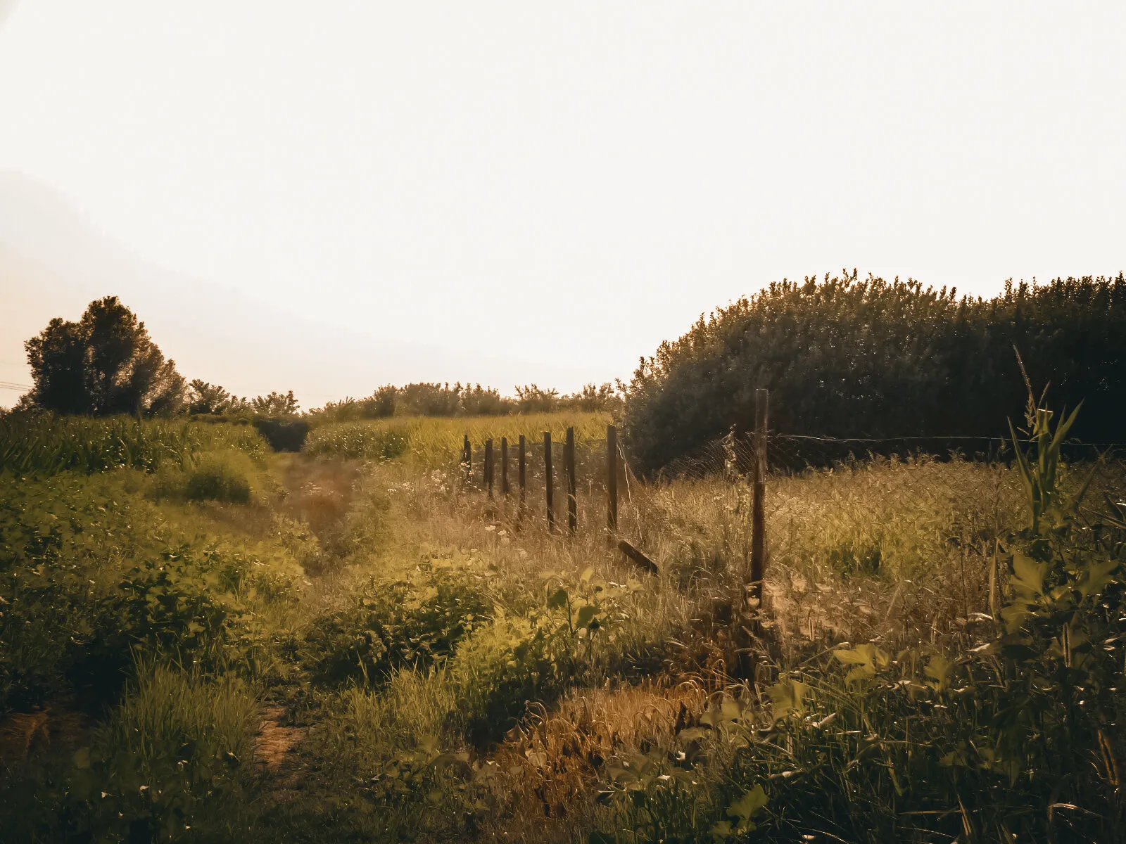 On my lands