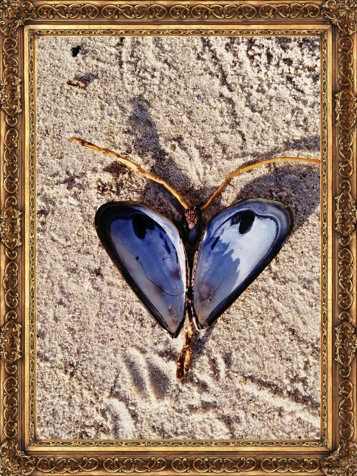 Sea Clambutterfly