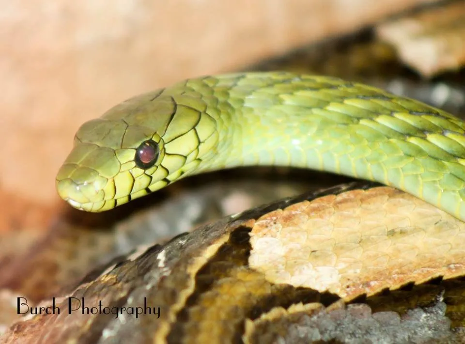 Snake