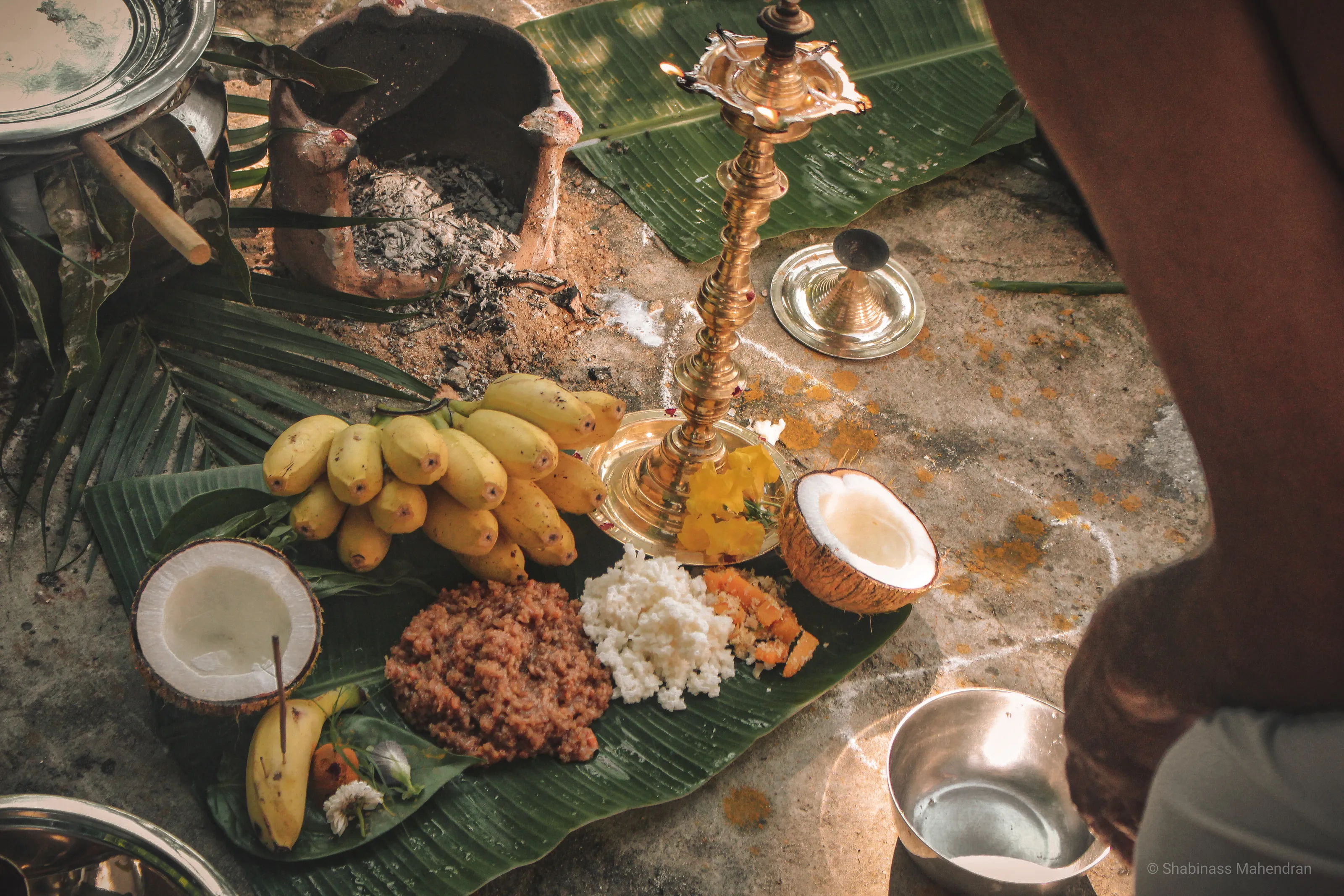 Pongal Celebration: A Ritual of Gratitude