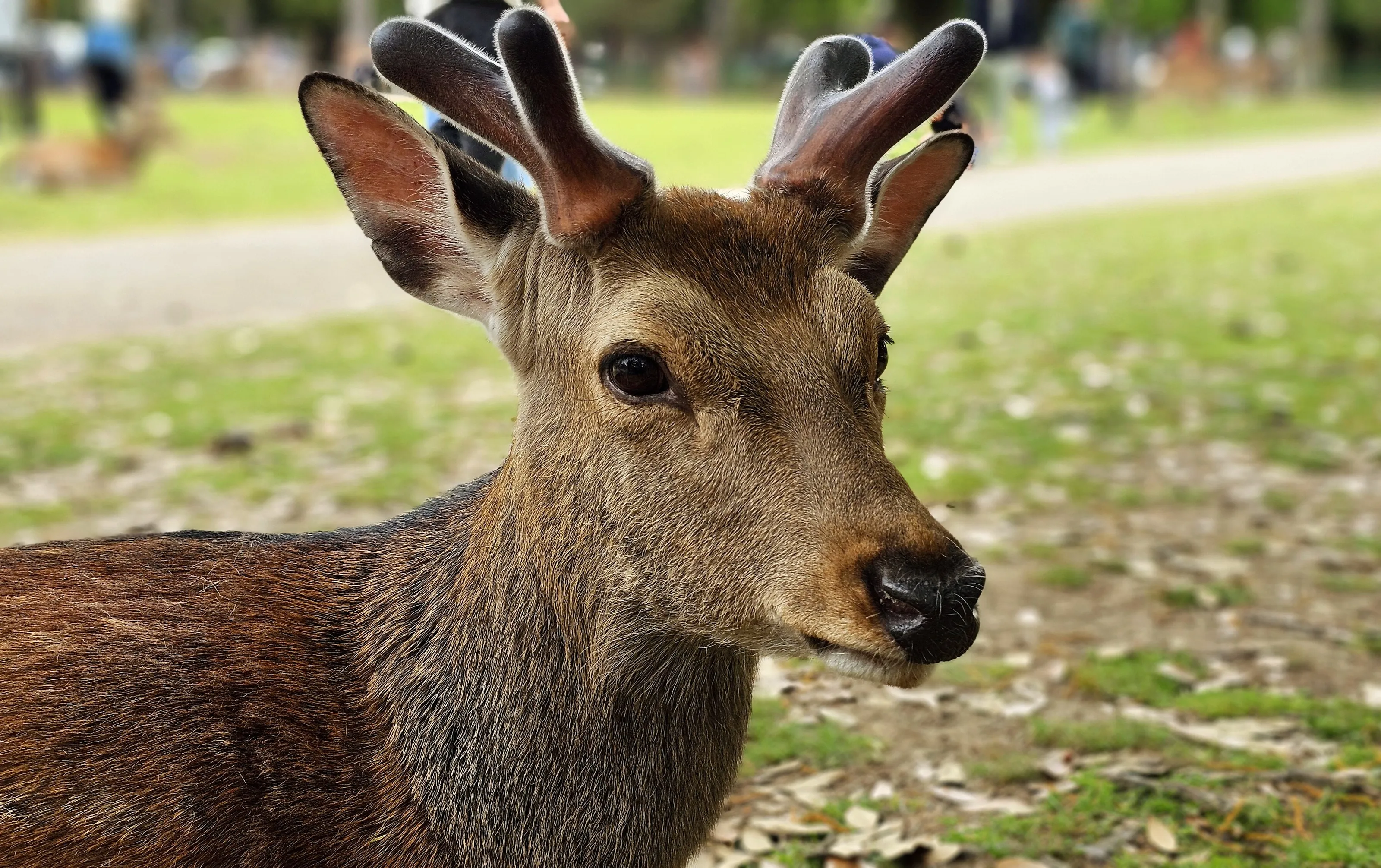 Deer of Nara