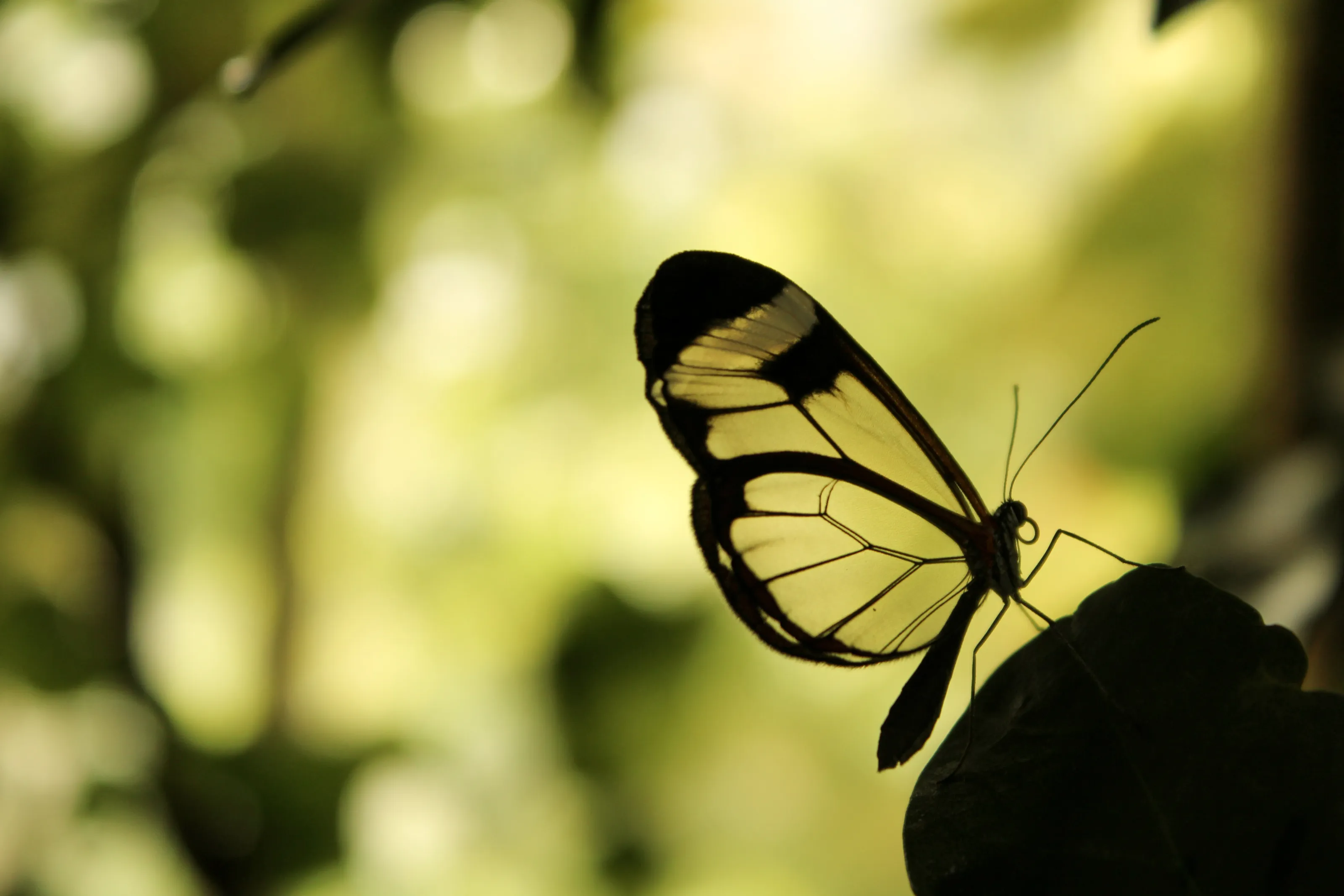 Wings of a butterfly