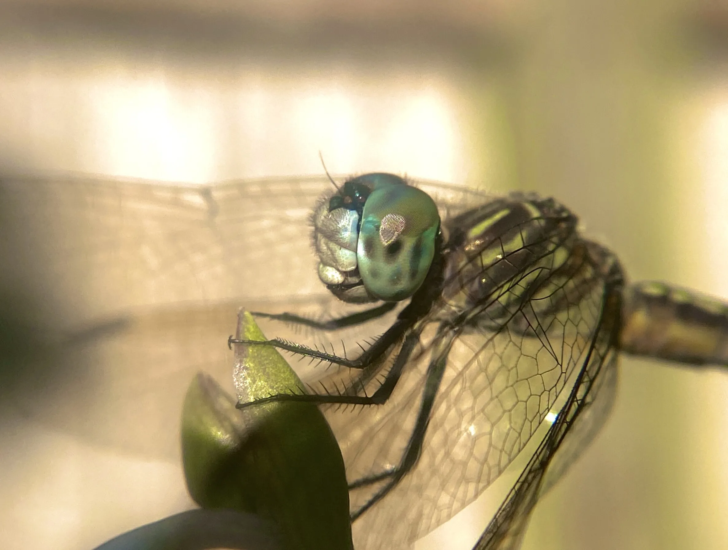 Backyard Dasher Dragonfly