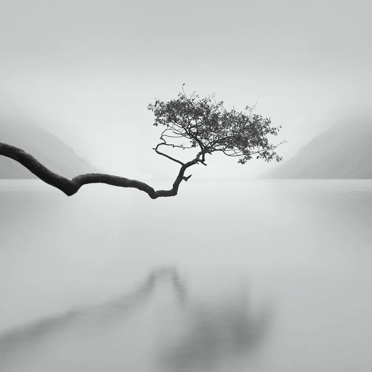 Branching Out