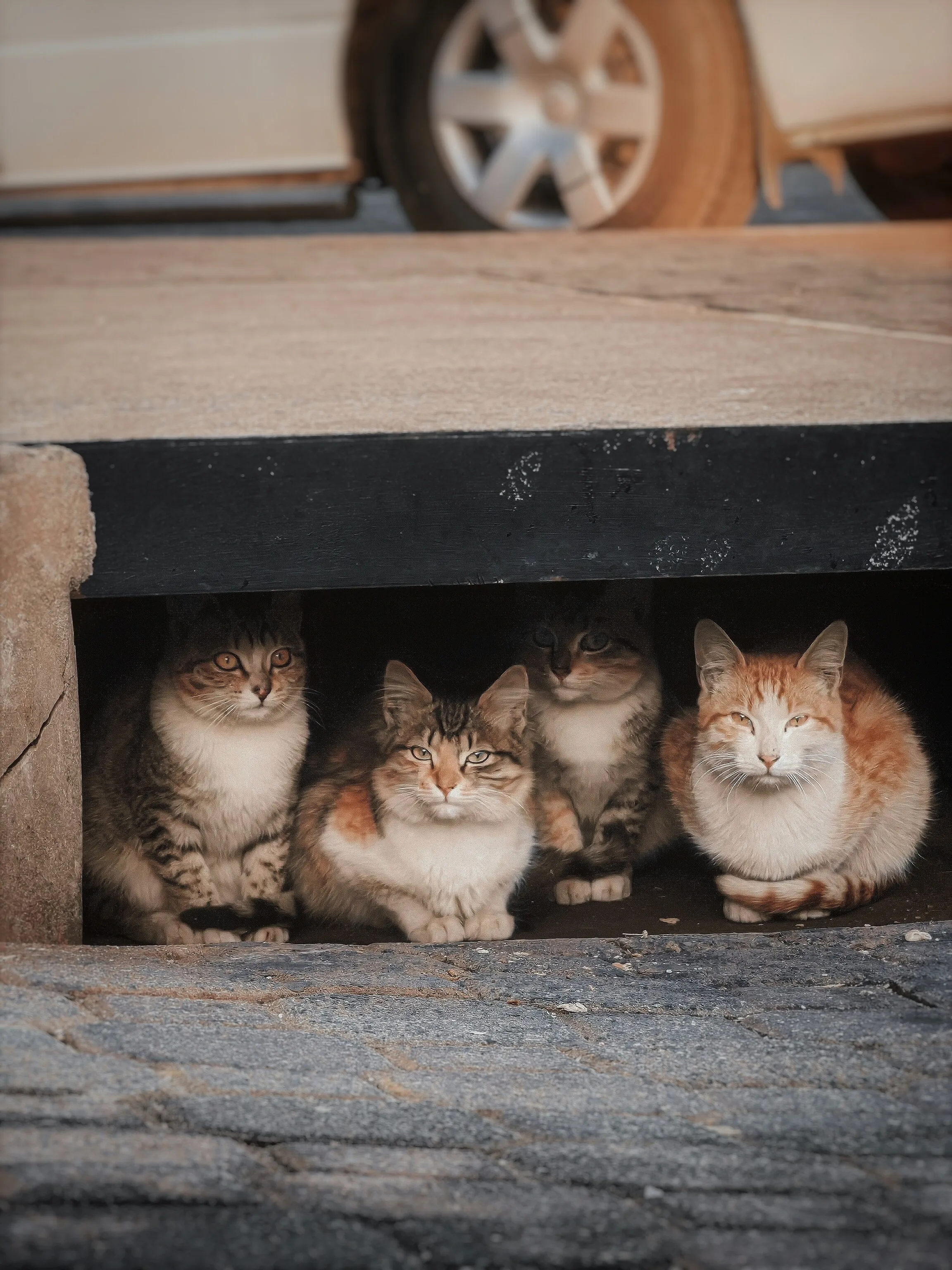 Cat Community