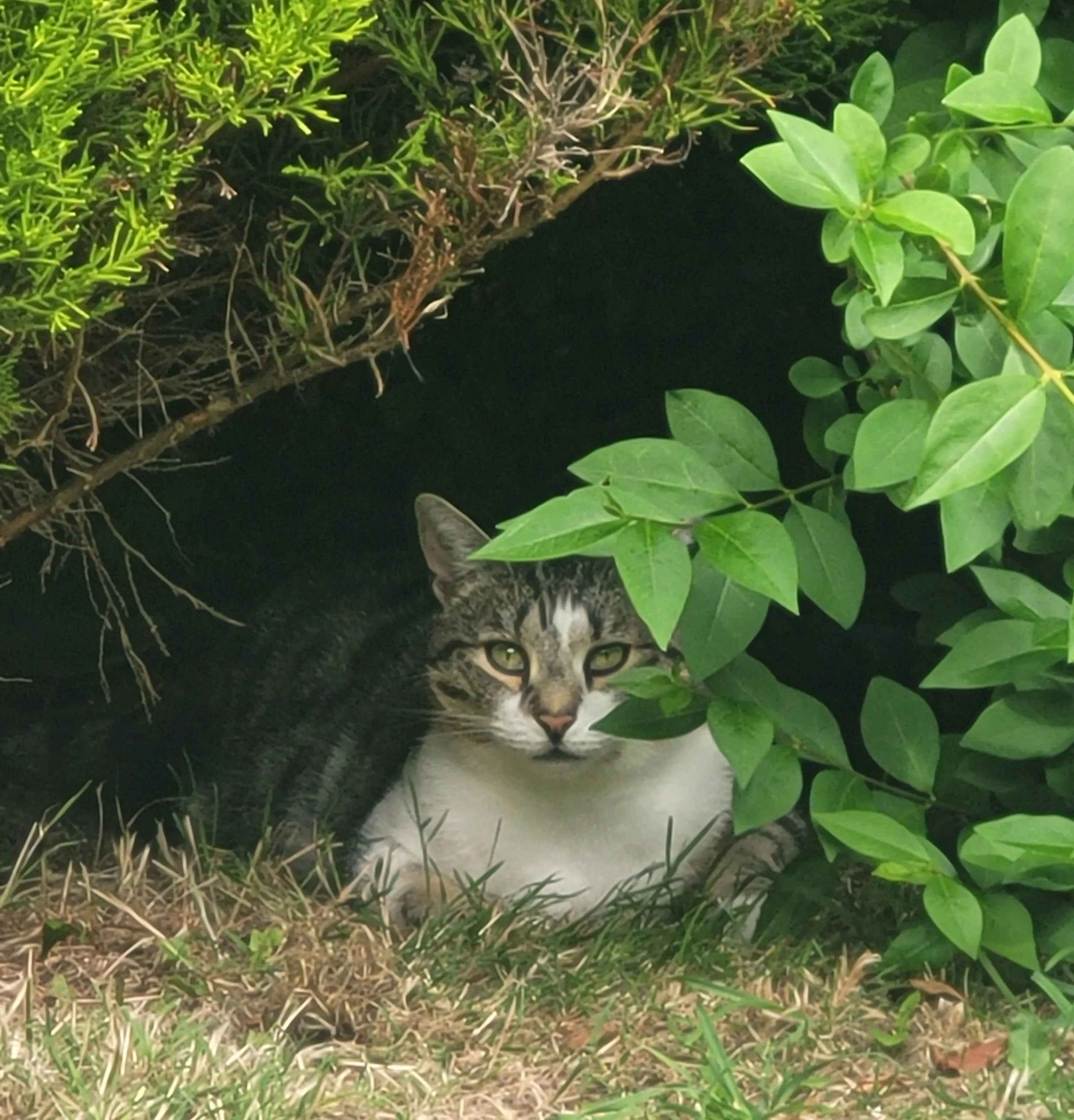 A little shady lady................