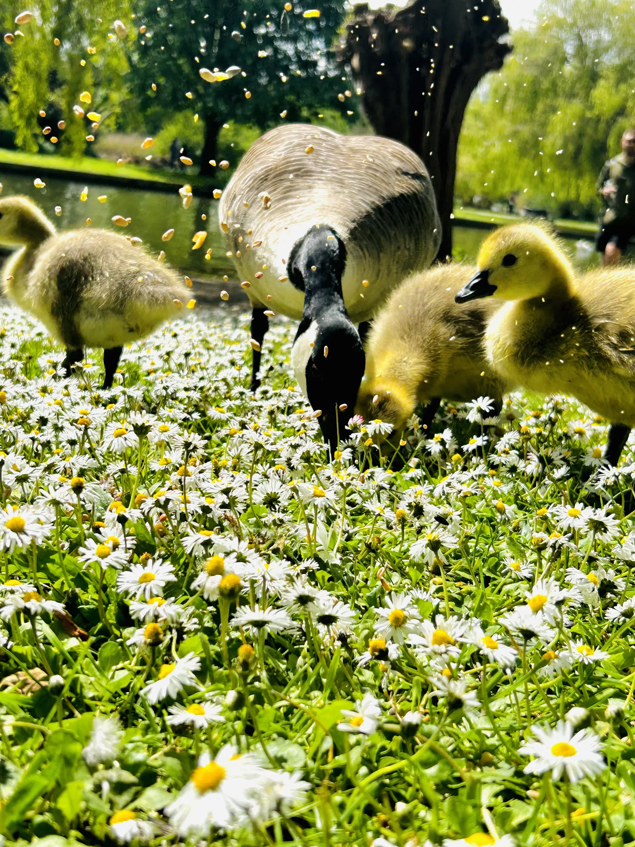 Sunshine Geese