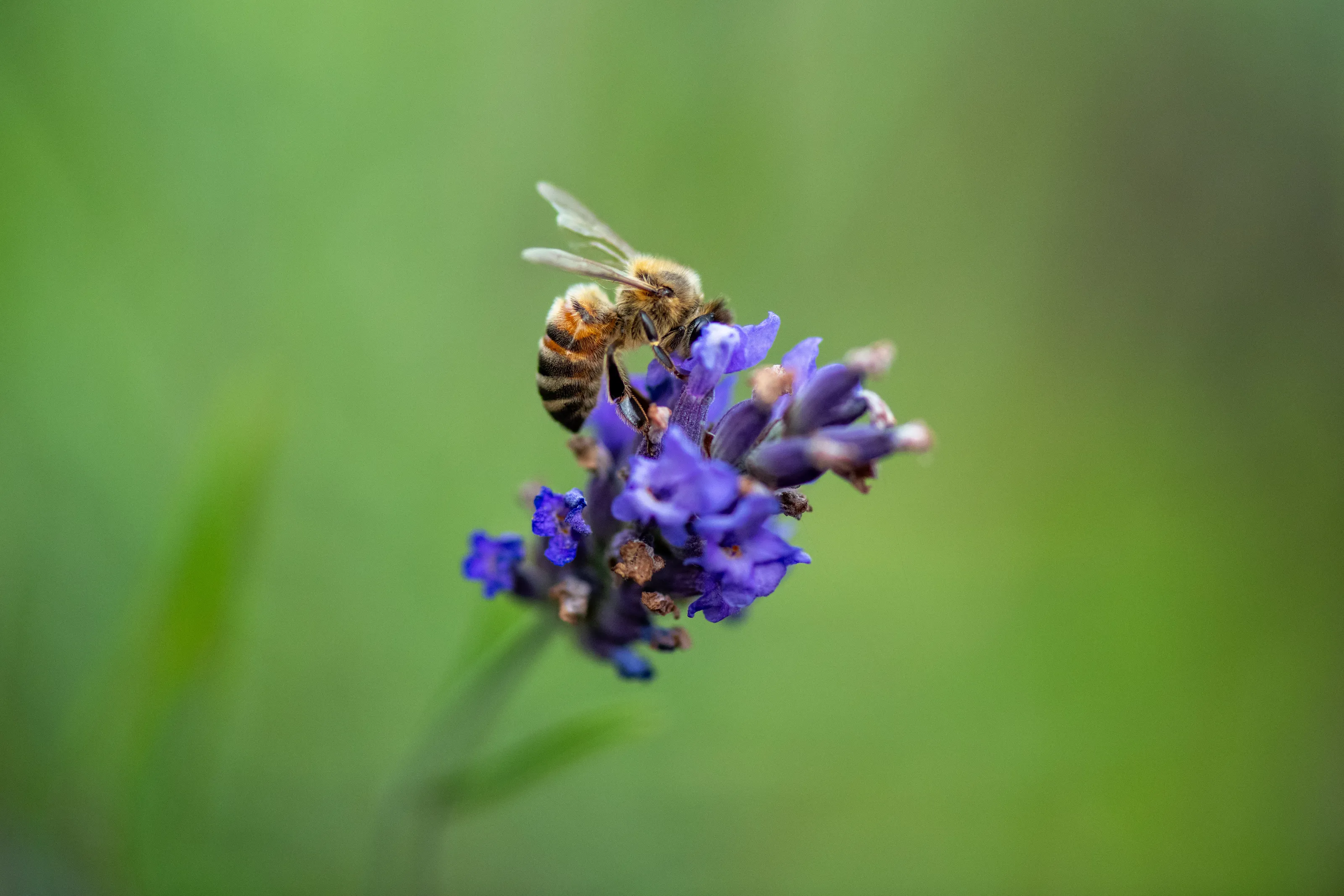 Bees on a Flower (in colour)