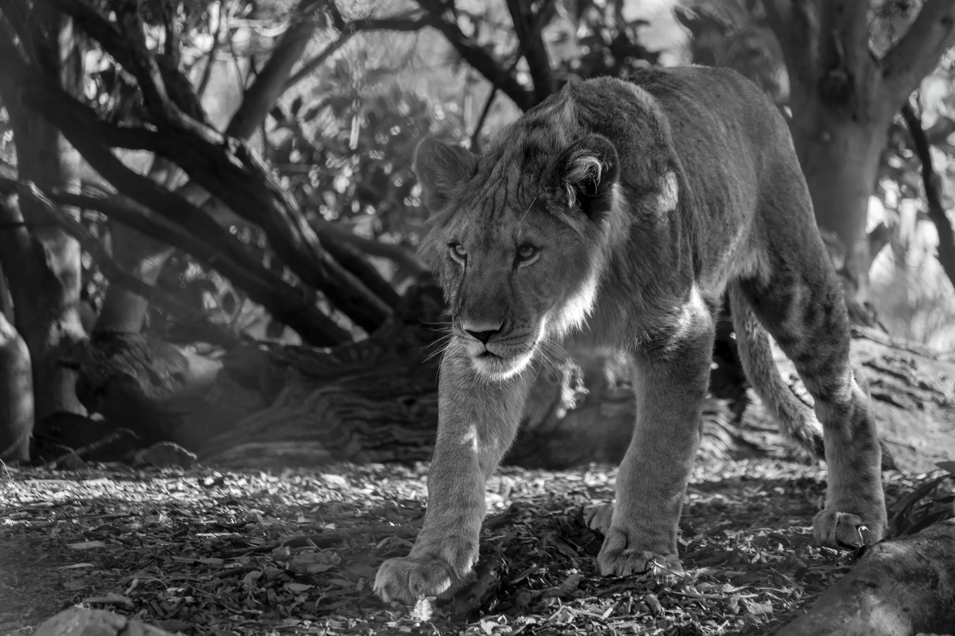 On the Prowl