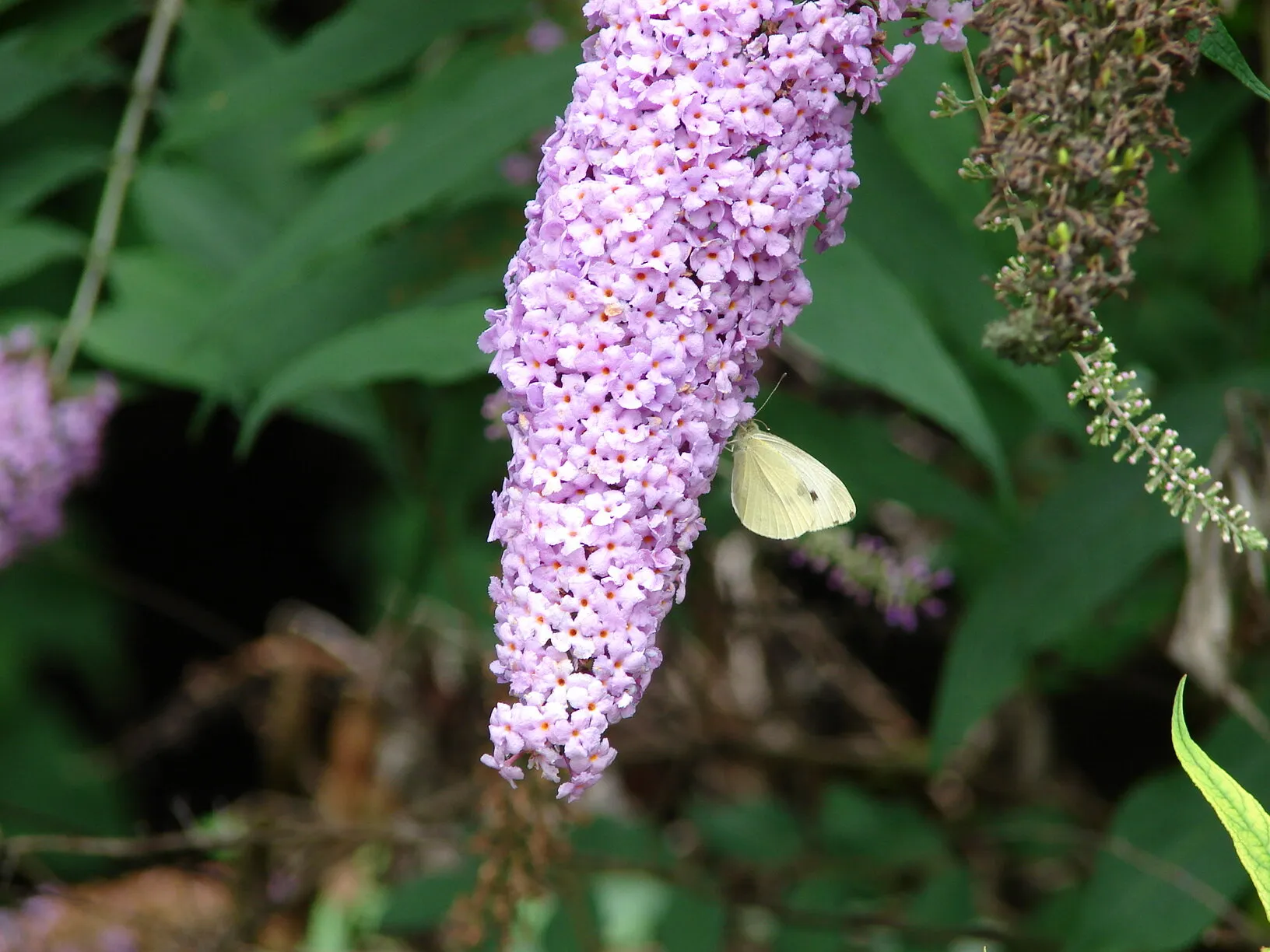 white butterfly on butterfly bush
