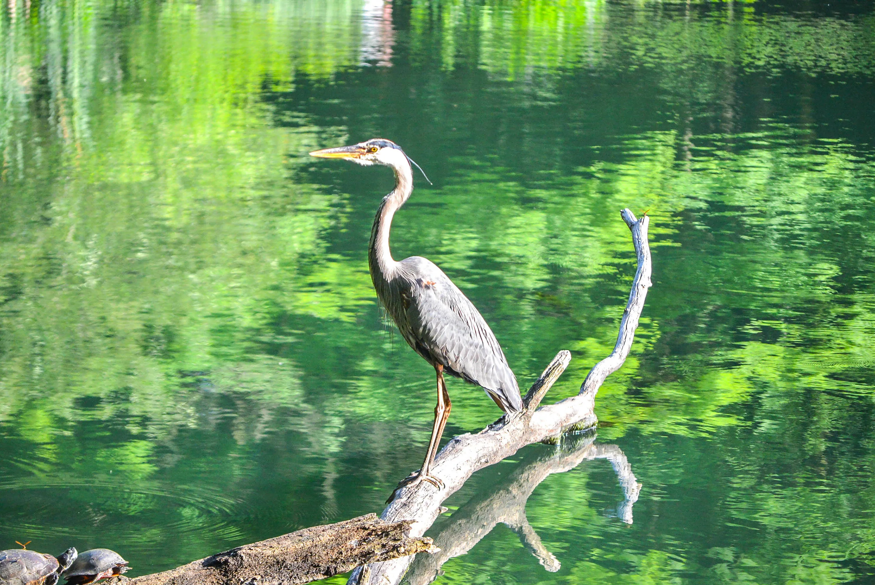 Heron at pond