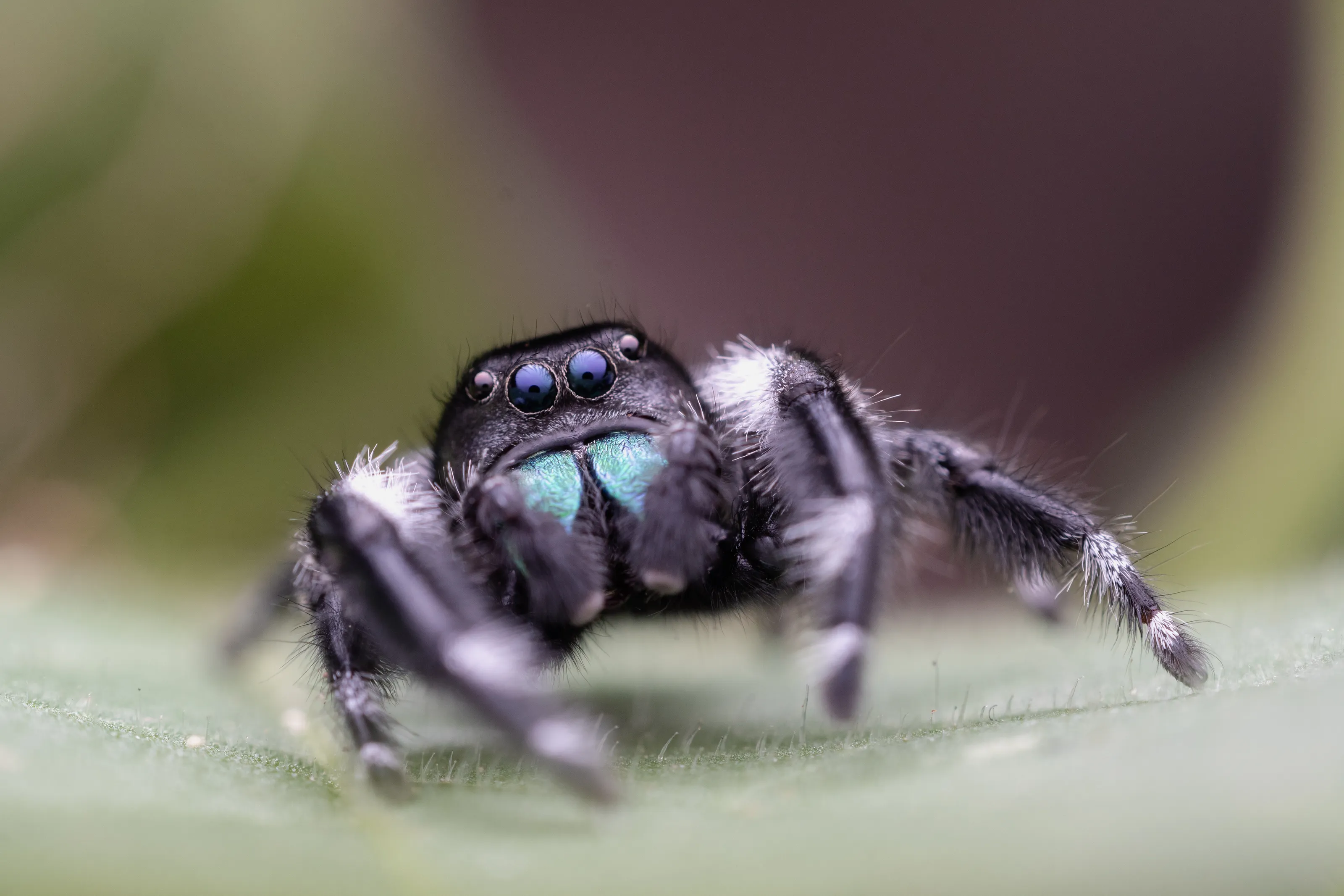 jumping spider