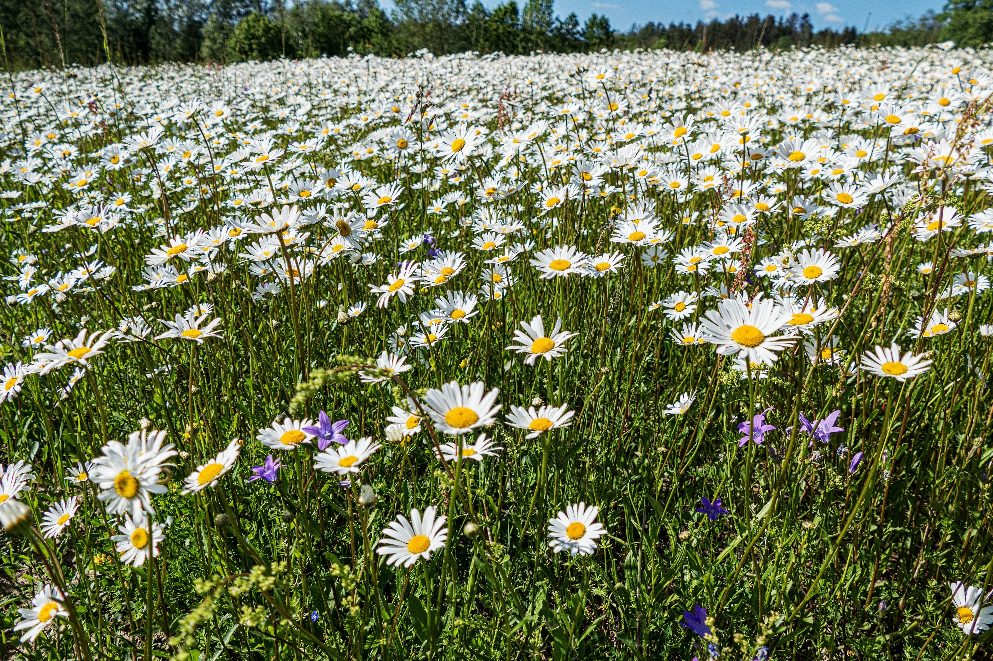 White Daisies...........A meadow full of daisies