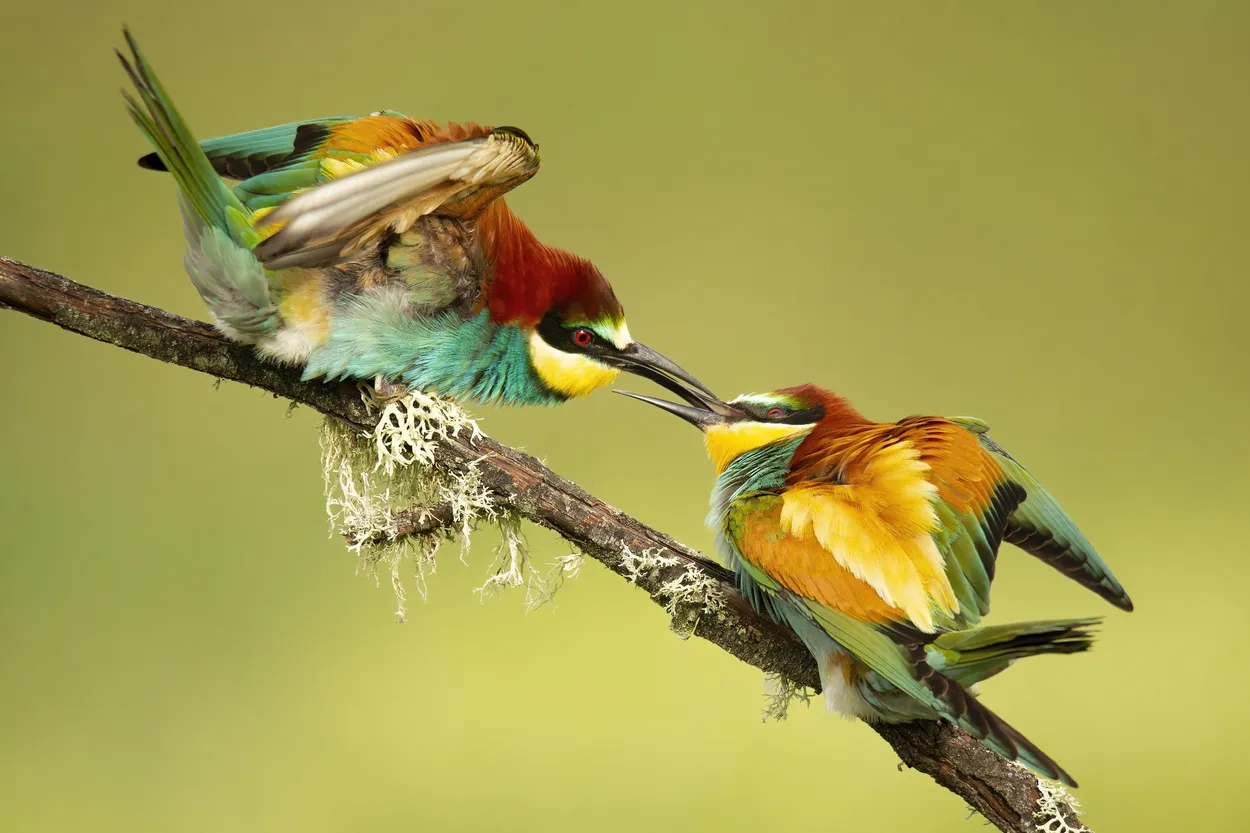 Entry 21159013
